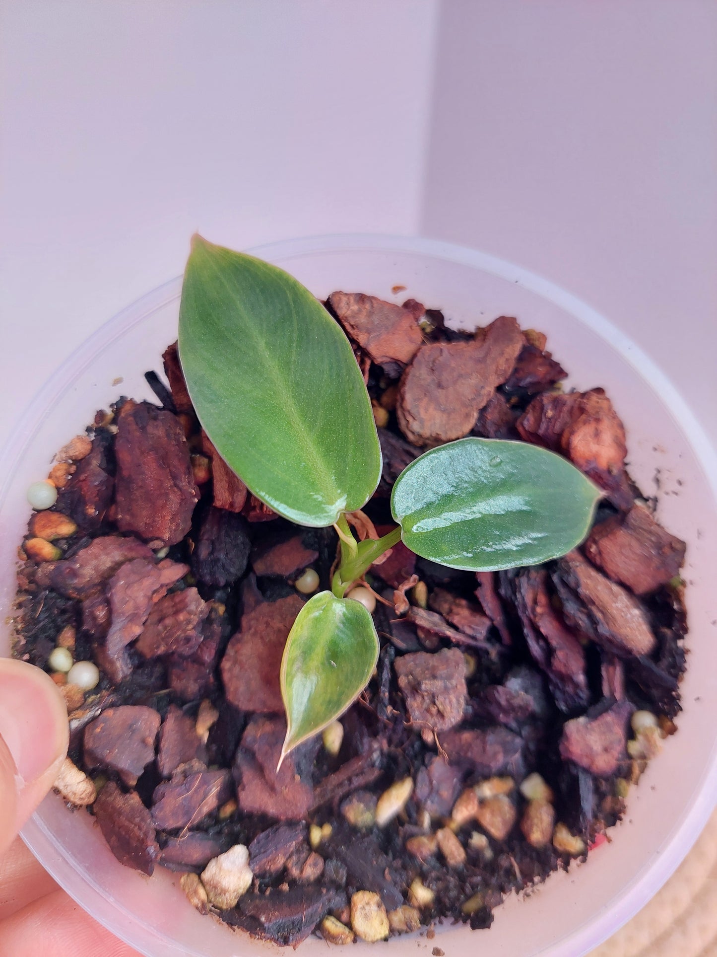 Philodendron Spiritus Sancti #A