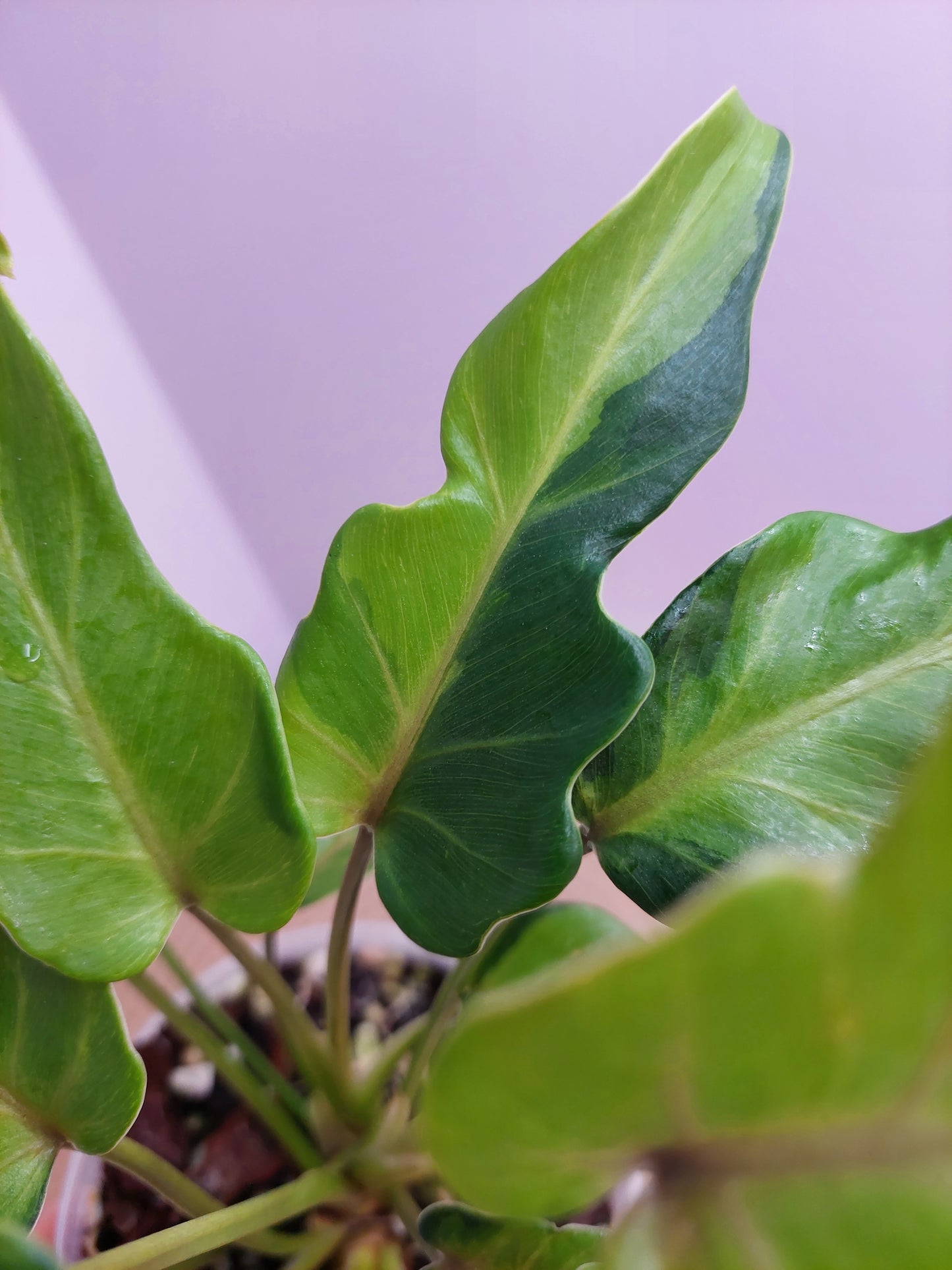 Philodendron Xanadu Variegated #A