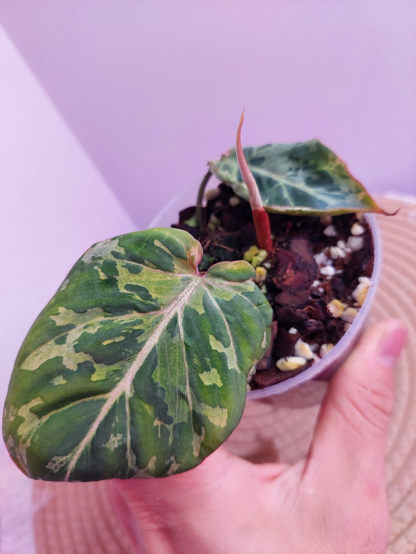 Philodendron Gloriosum Snow Leopard Variegated #A