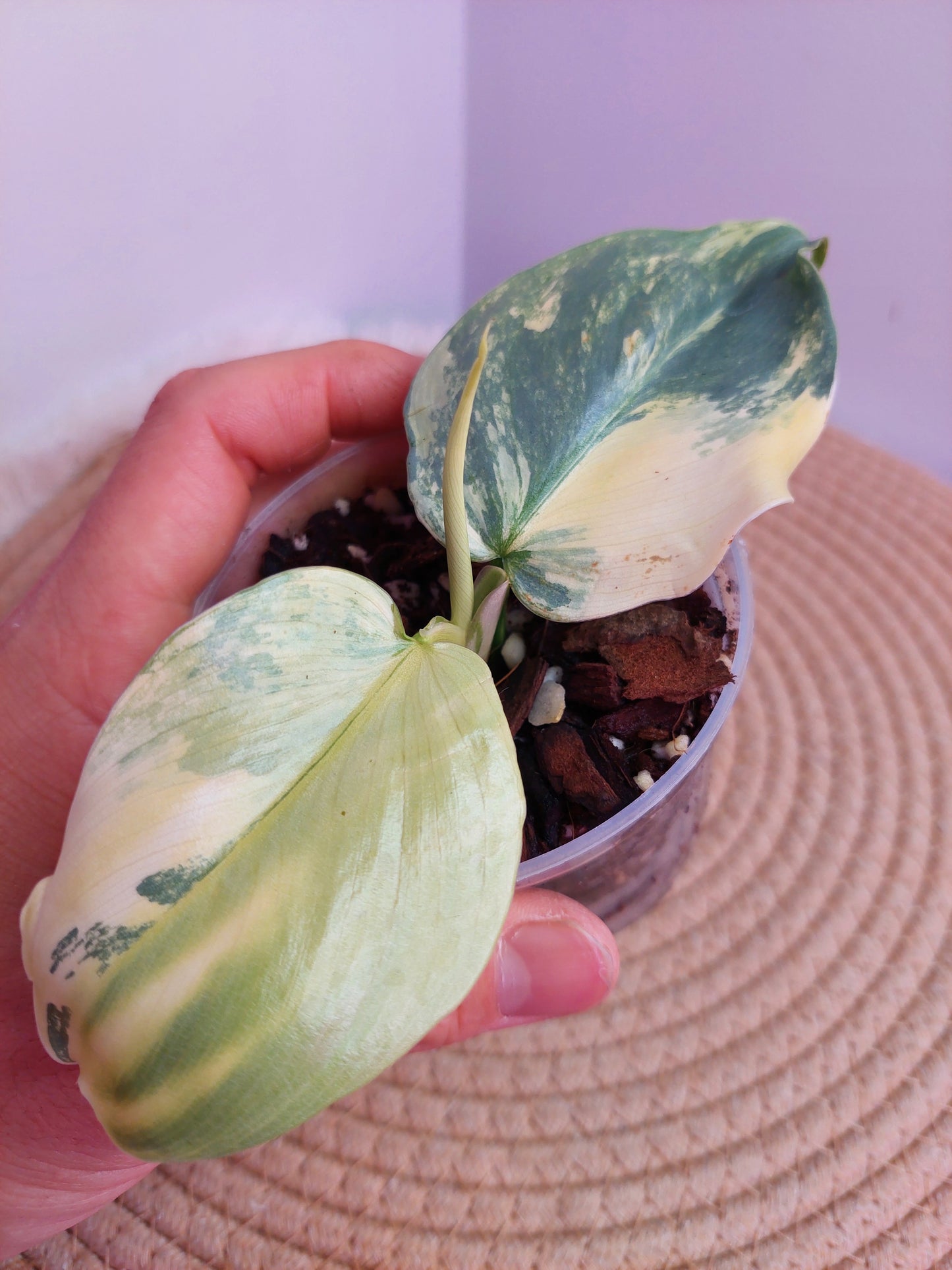Philodendron Silver Sword Variegated #A