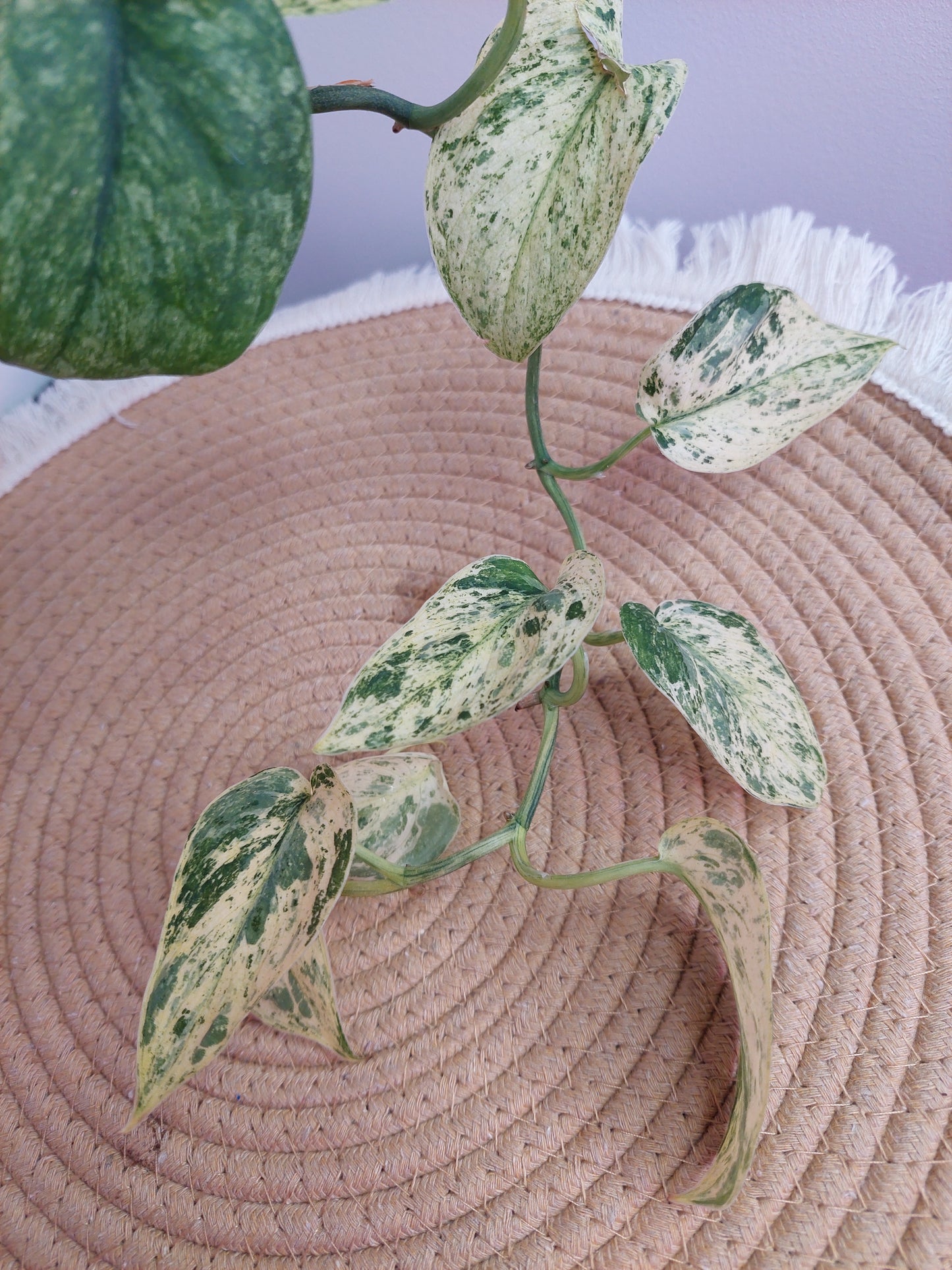 Scindapsus Creme Brulee Variegated #A
