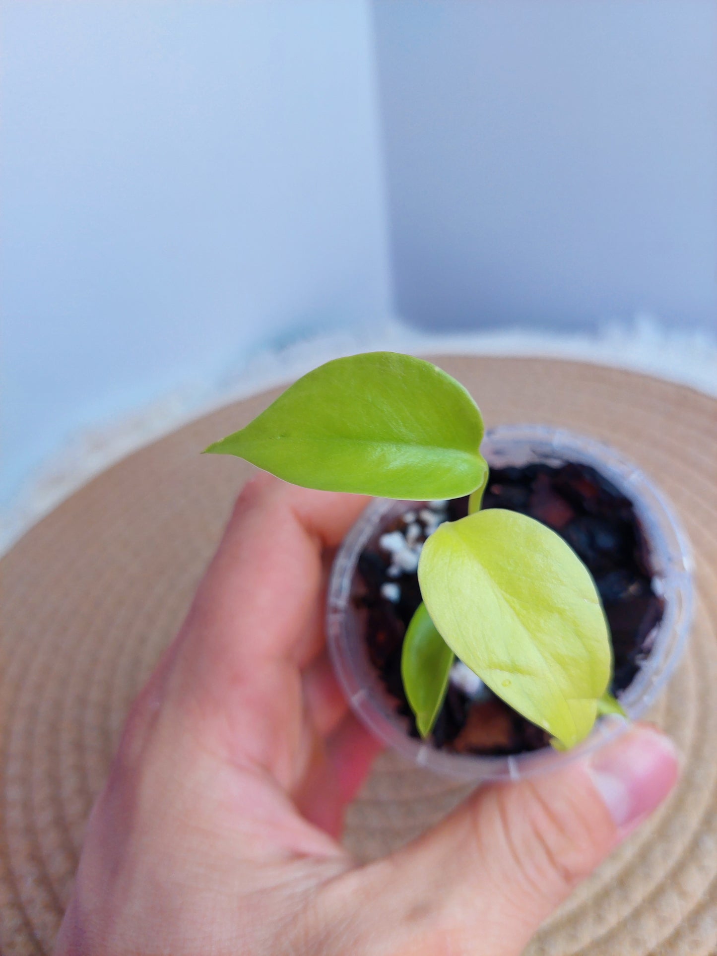 Monstera Lemon Lime #B