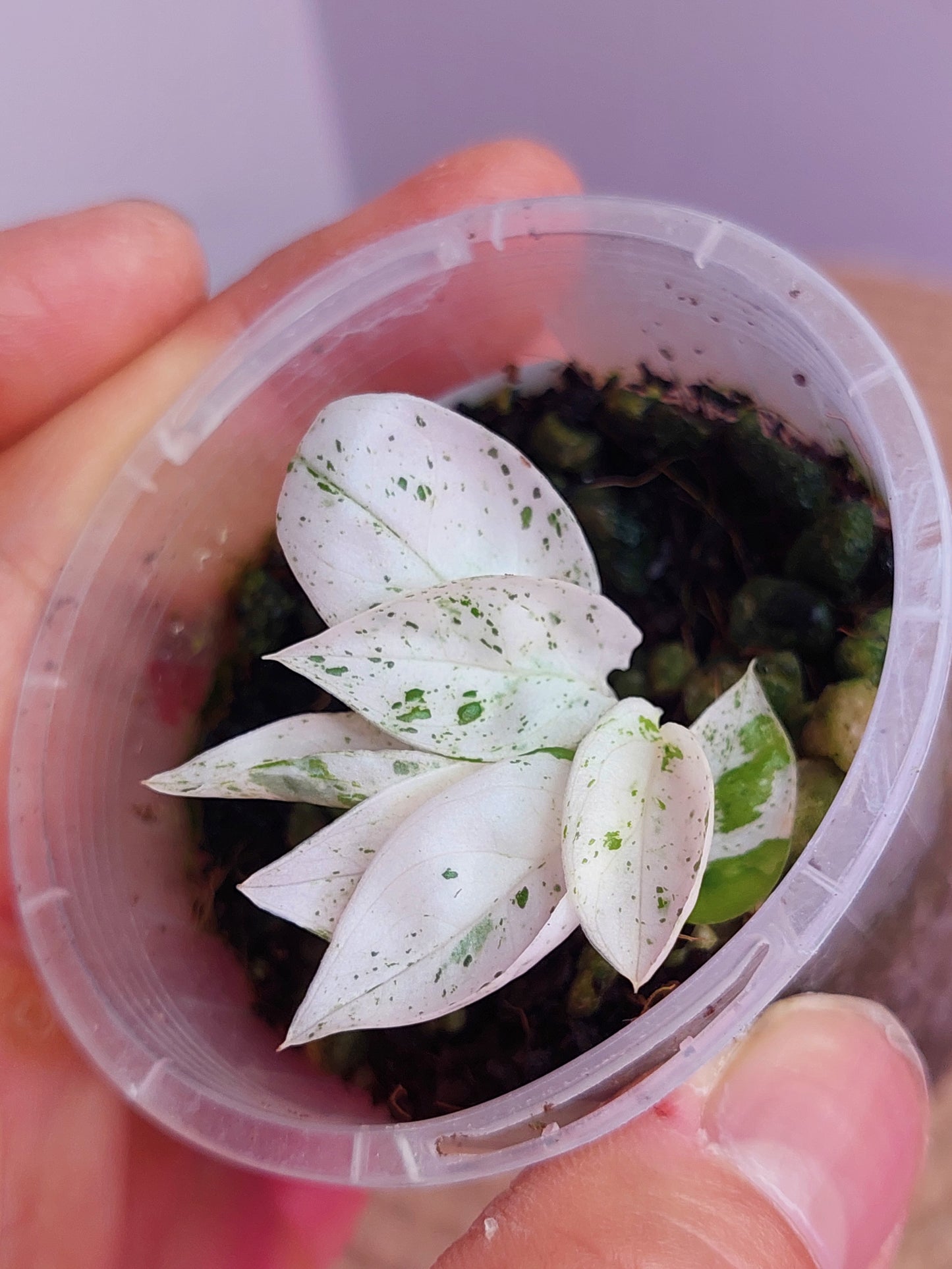 Epipremnum Pinnatum Marble (1)