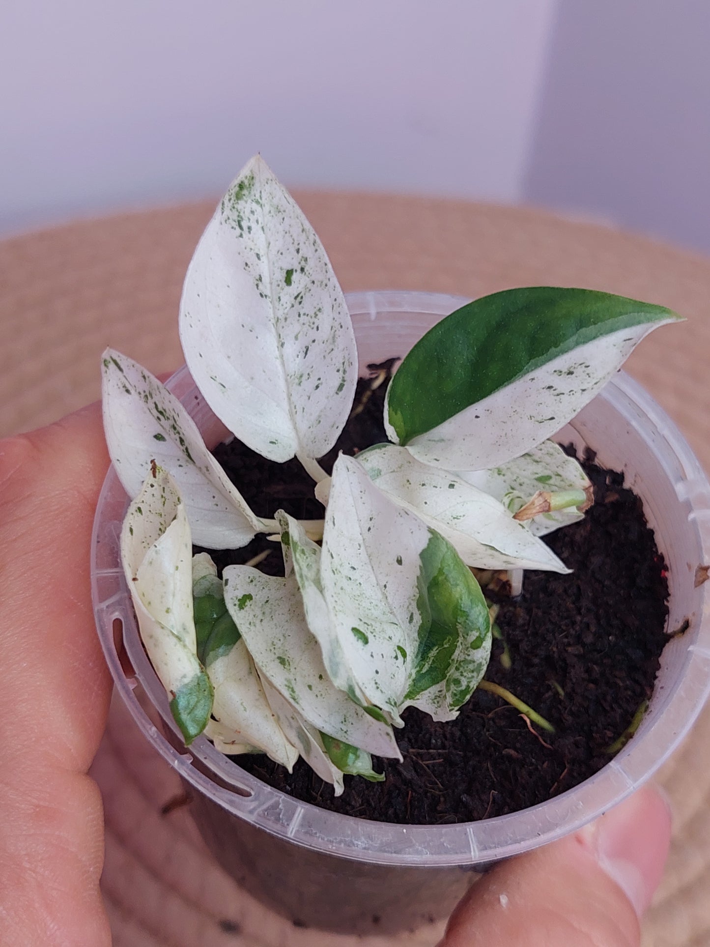 Epipremnum Pinnatum Marble (2)
