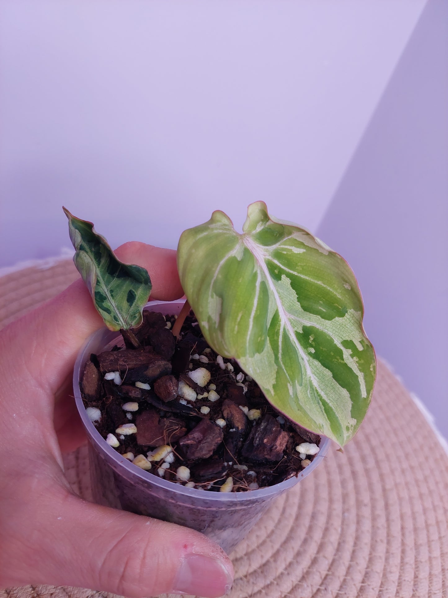 Philodendron Gloriosum Snow Leopard Variegated (1)