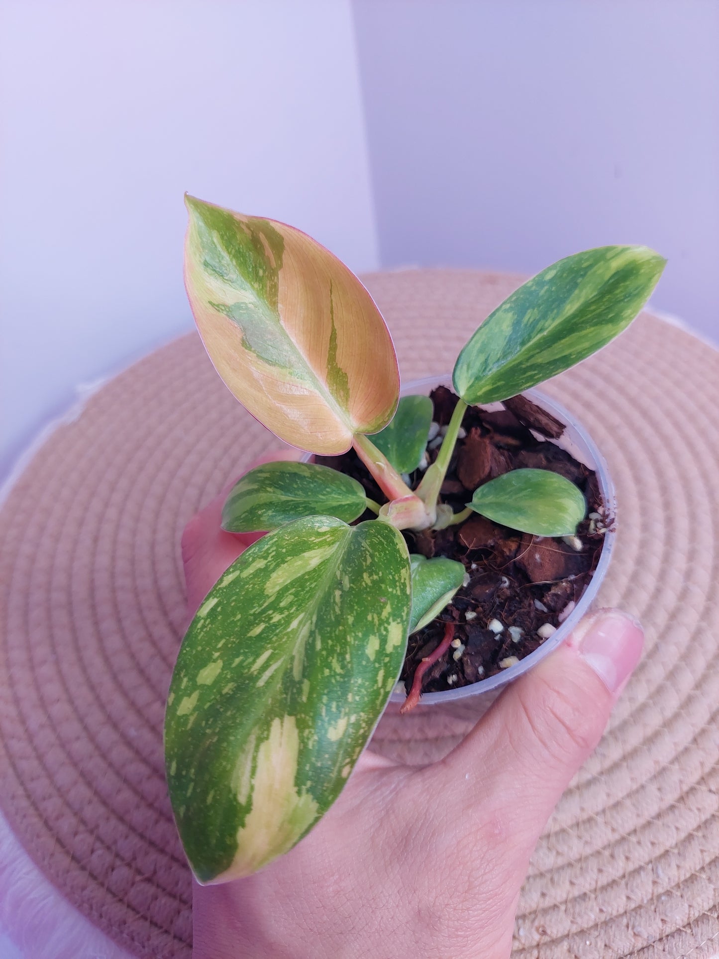 Philodendron Green Congo(Nuclear Congo) variegated (1)