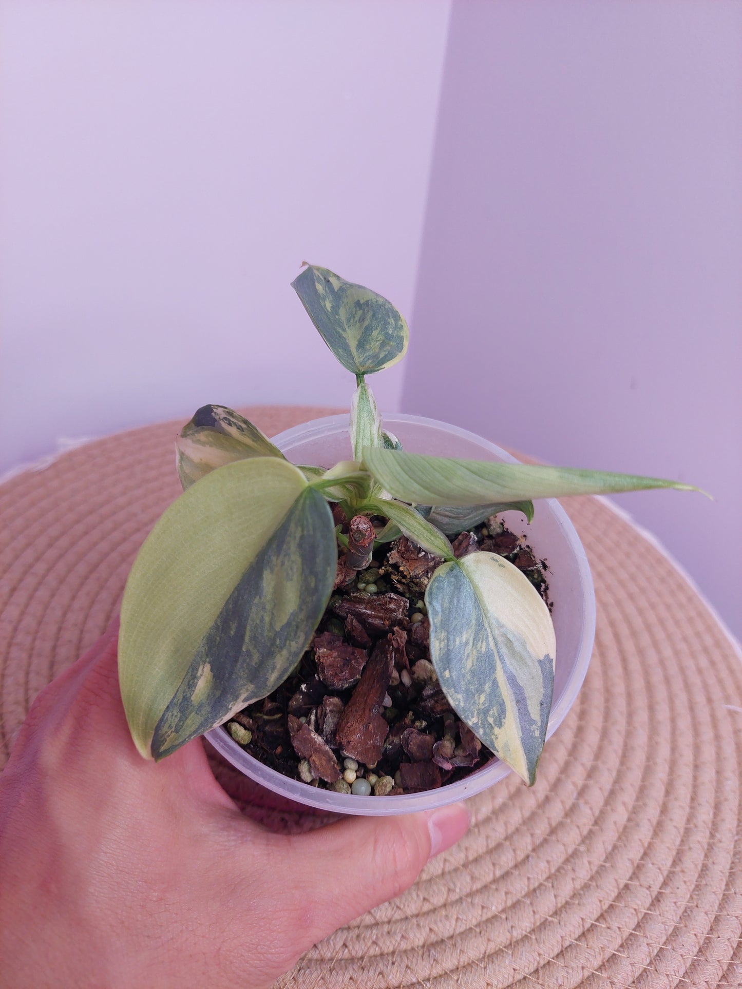 Philodendron Silver Sword Variegated (1)