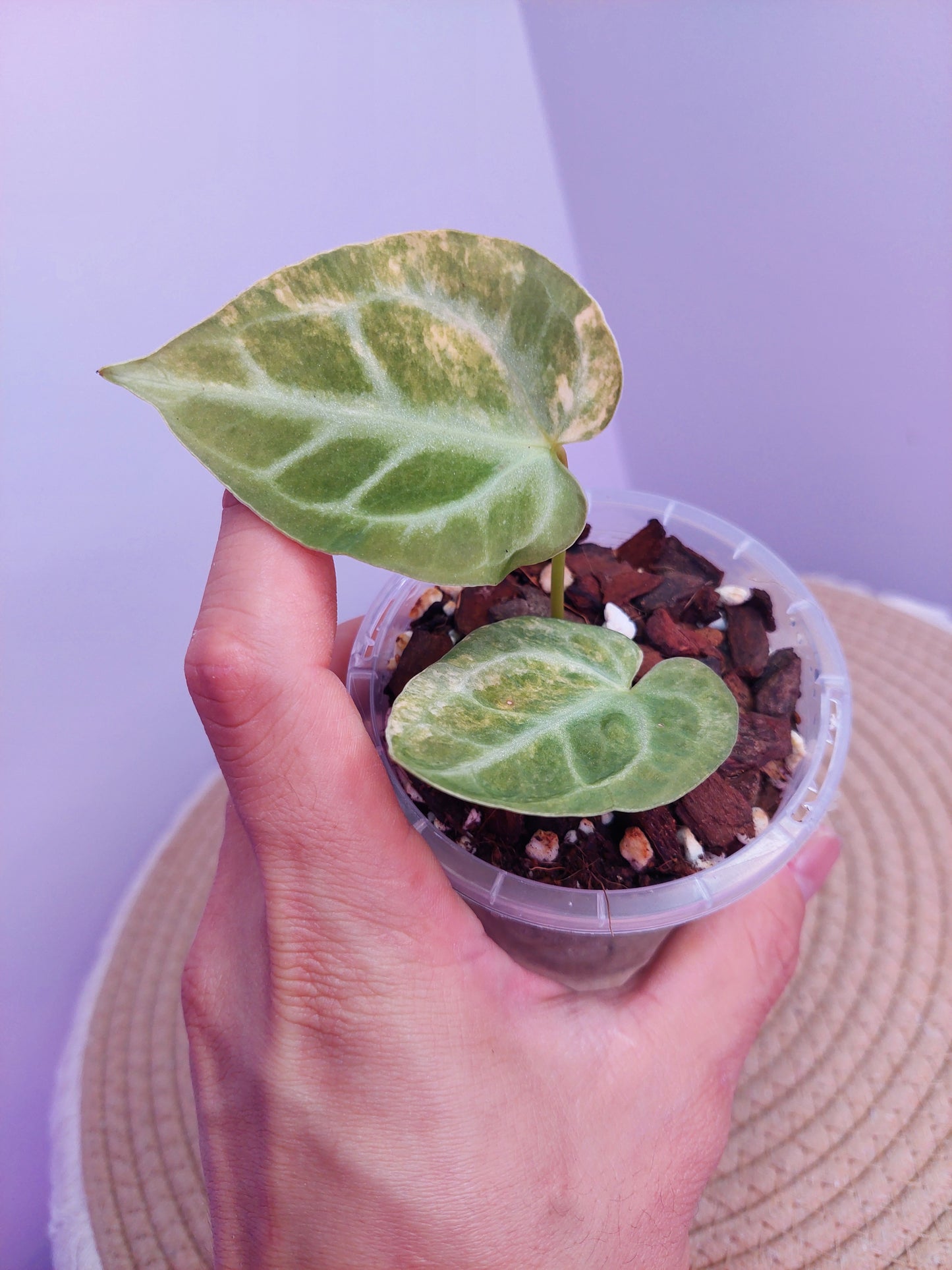 Anthurium Crystallinum Variegated (1)