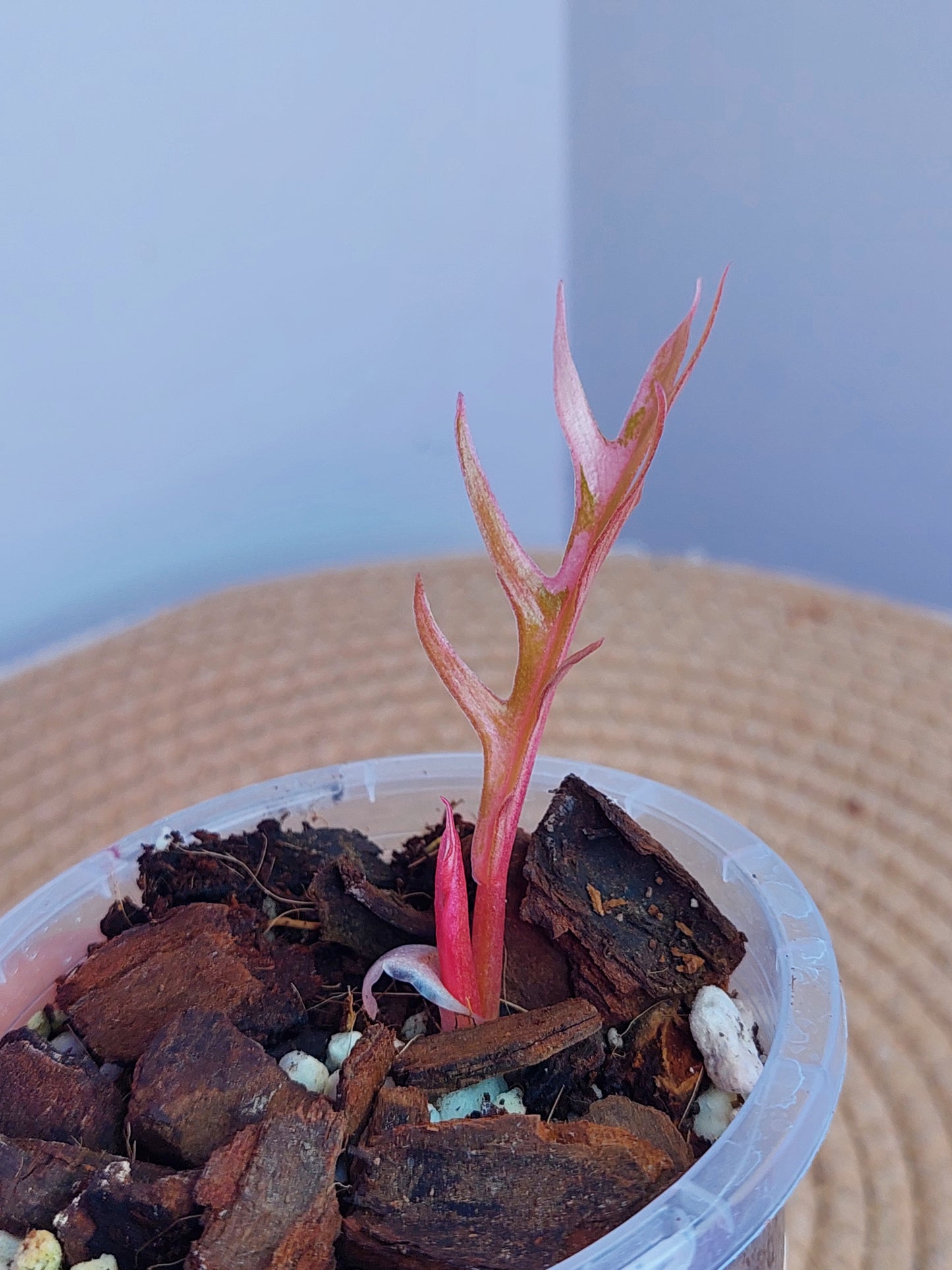 Philodendron Tortum Variegated (1)