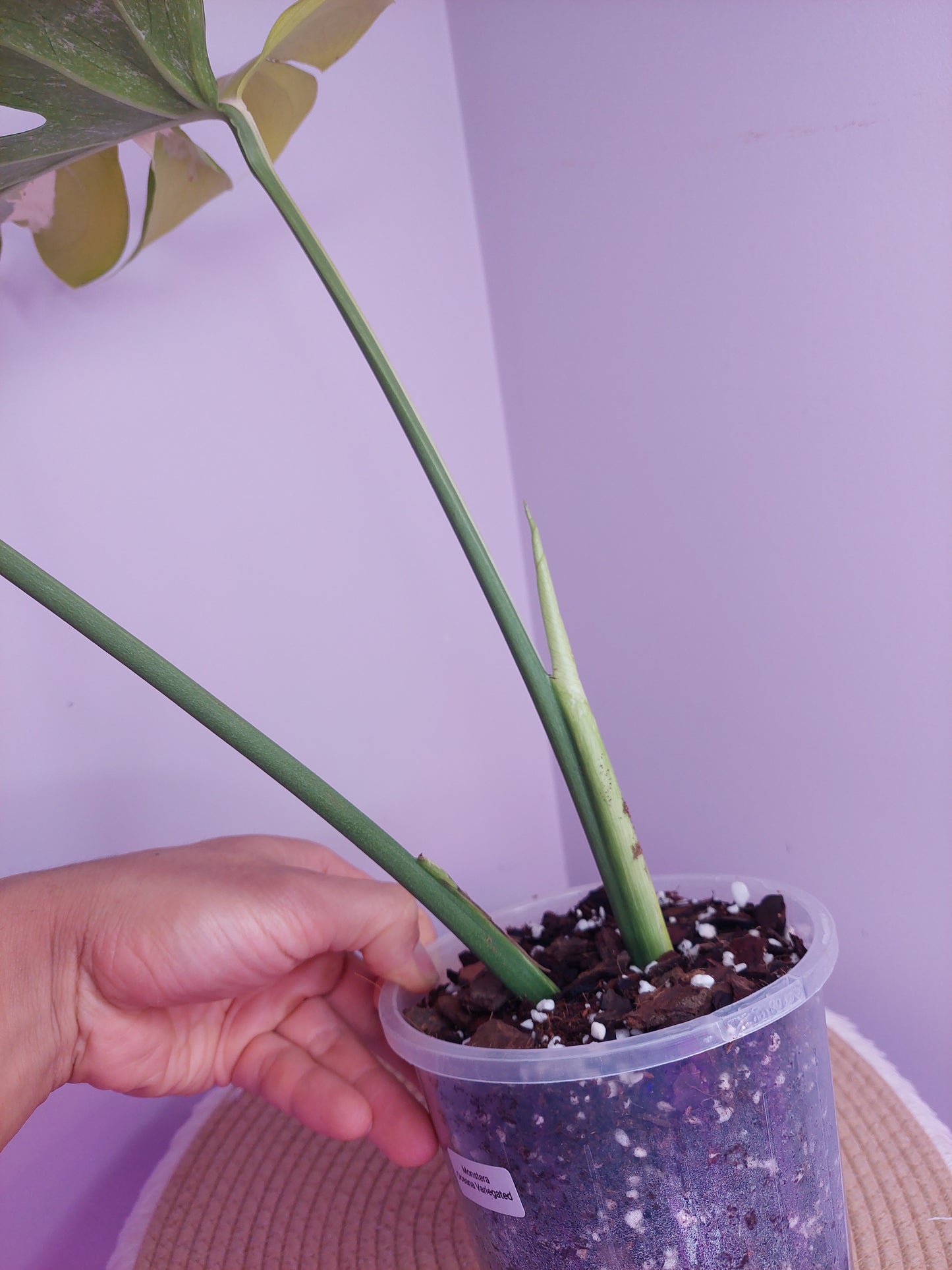 Monstera Oceana Tricolour (1)