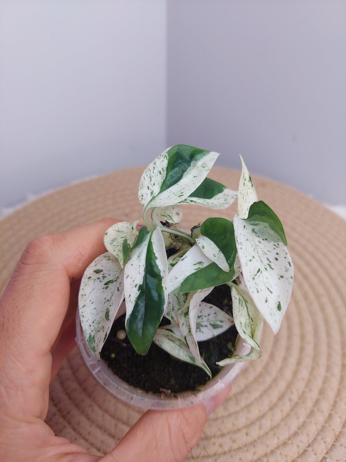 Epipremnum Pinnatum Marble @1