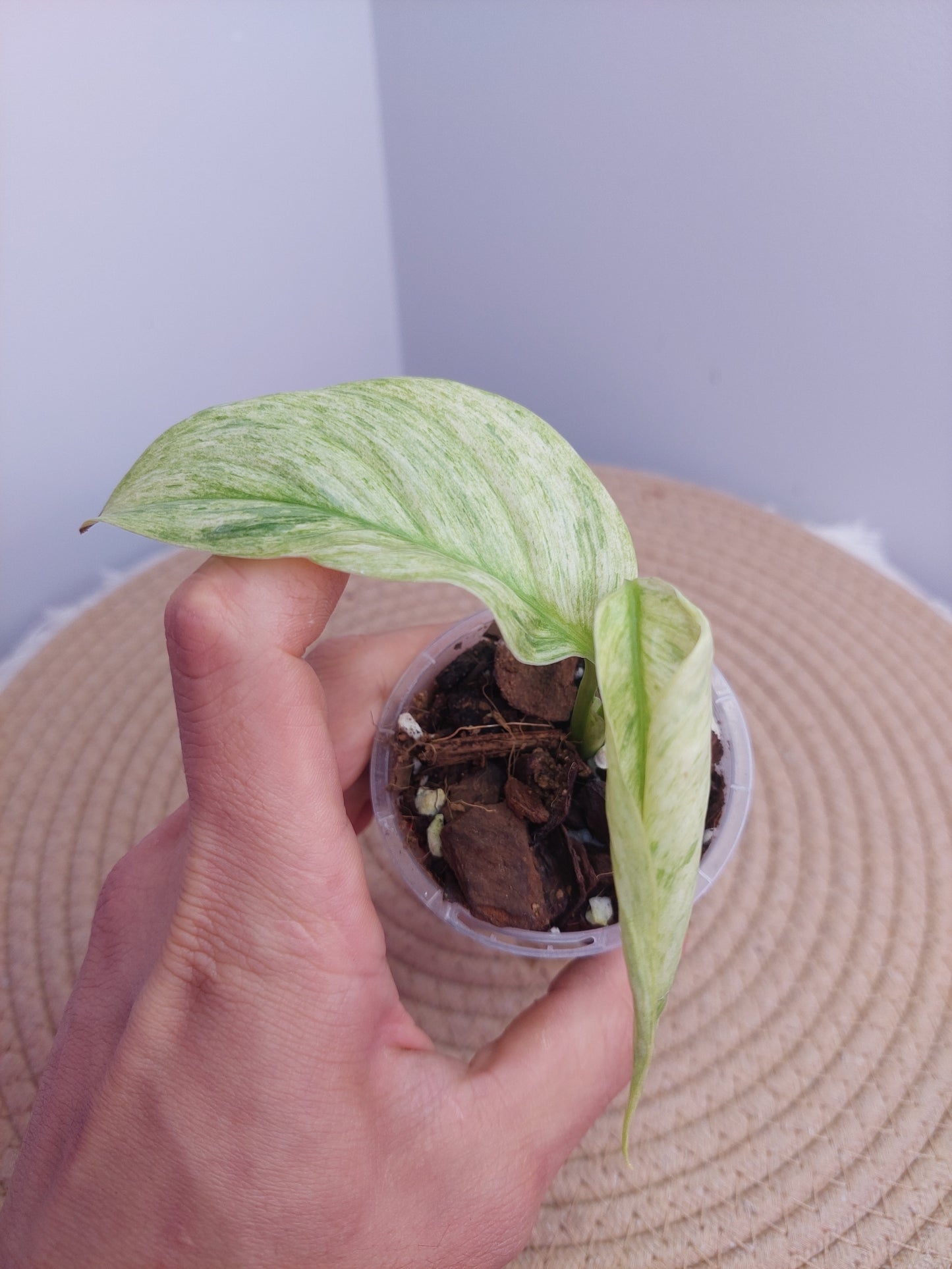 Scindapsus Longistipitatus Marble @2