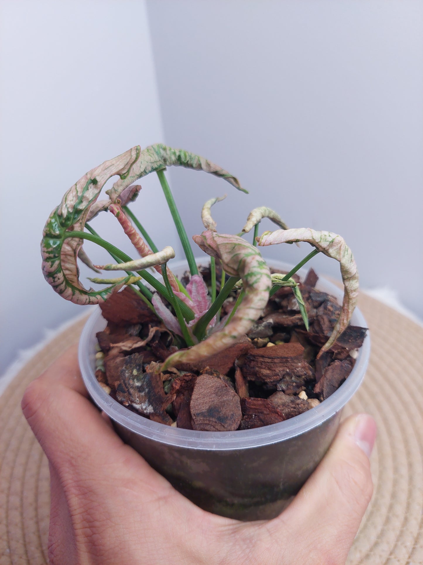 Syngonium Pink Rolli @1