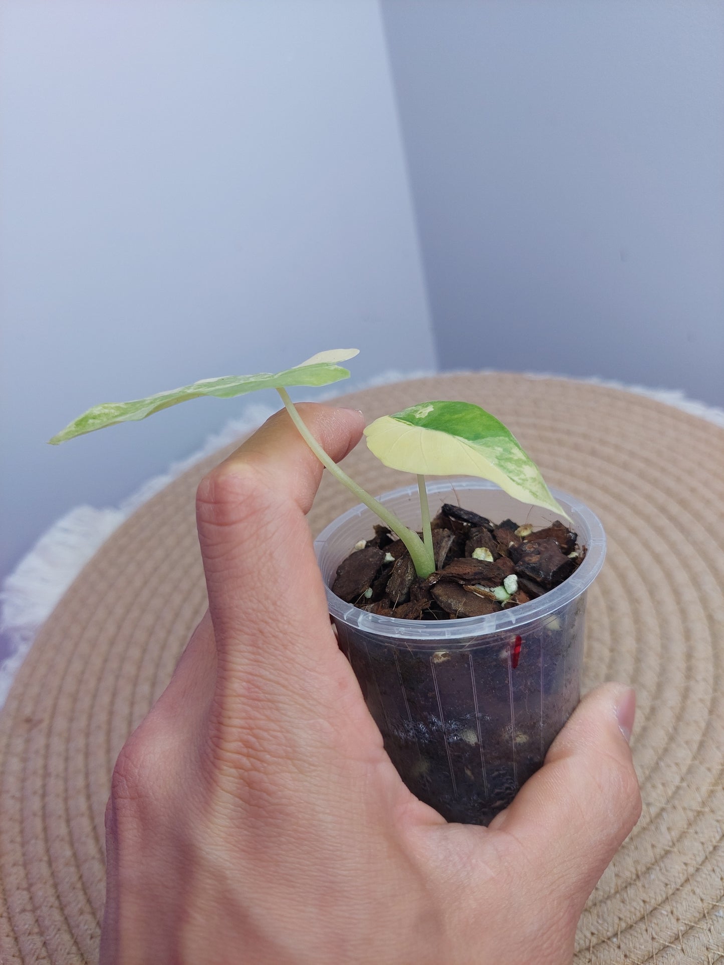 Alocasia Gageana Aurea Variegated 1