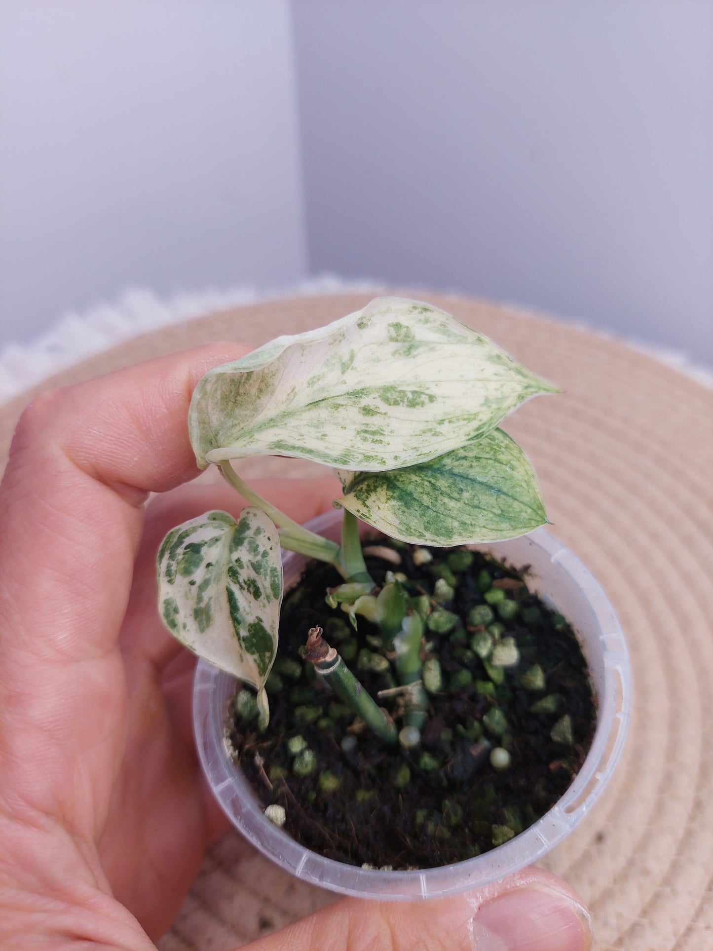 Scindapsus Silver Cloud Variegated 1