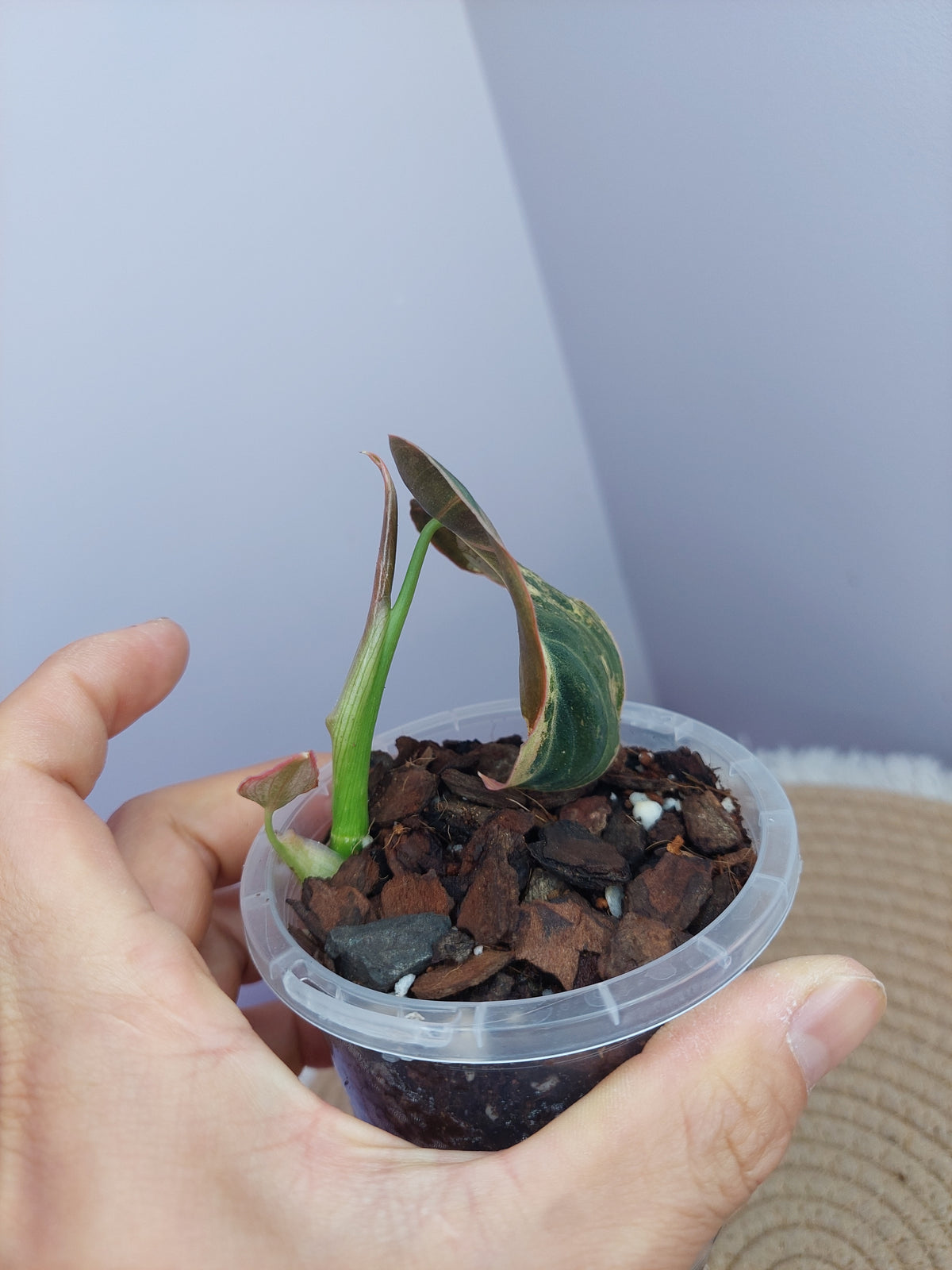 Philodendron Melanochrysum Variegated 1