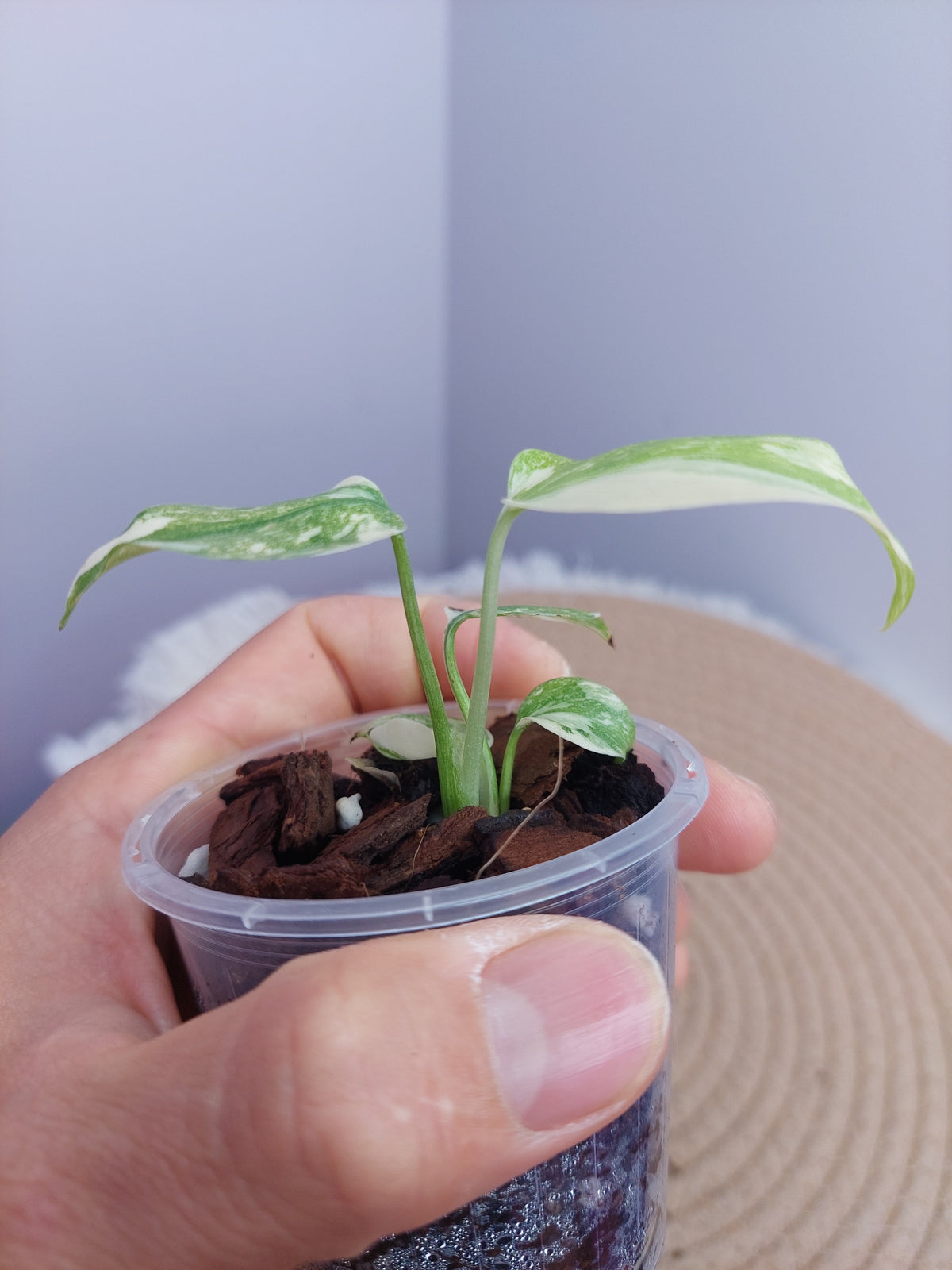 Monstera Cream Cheese 2