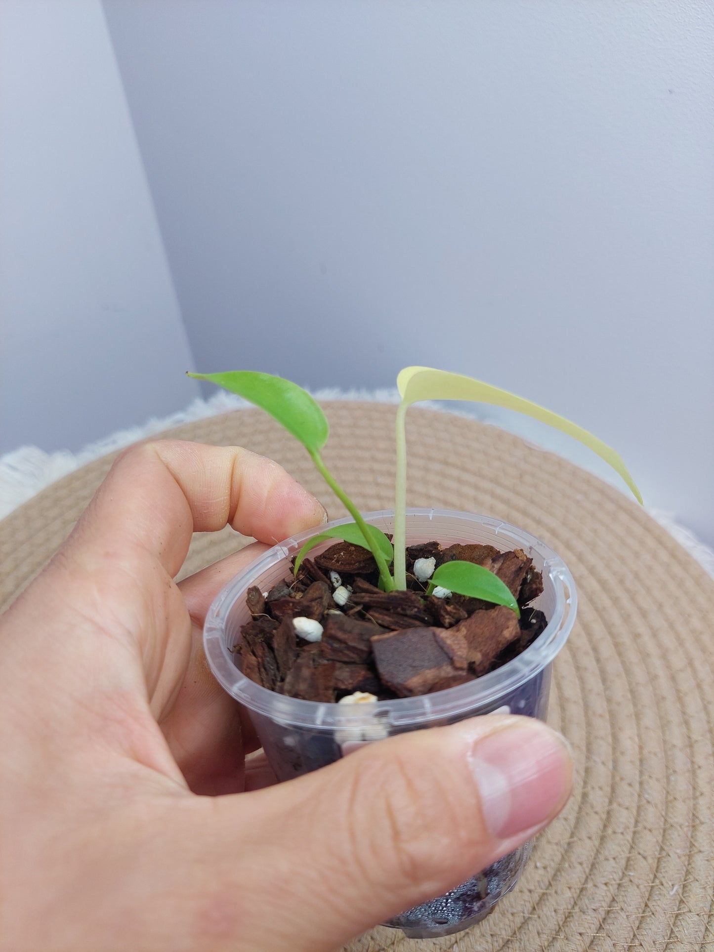Monstera Lemon Lime 1
