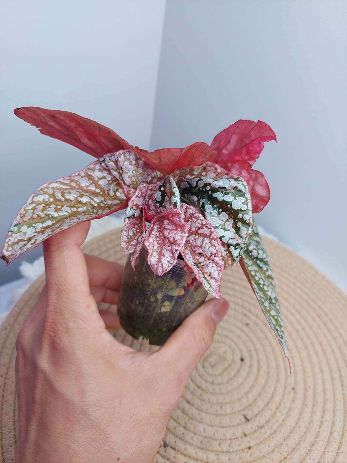 Begonia Snow Capped Variegated 1