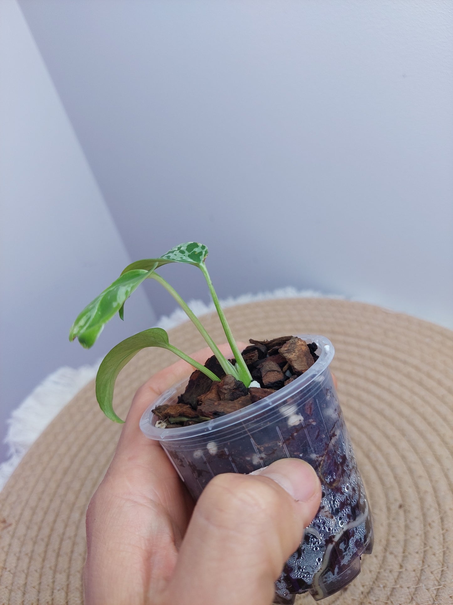 Monstera Bulbasaur 1