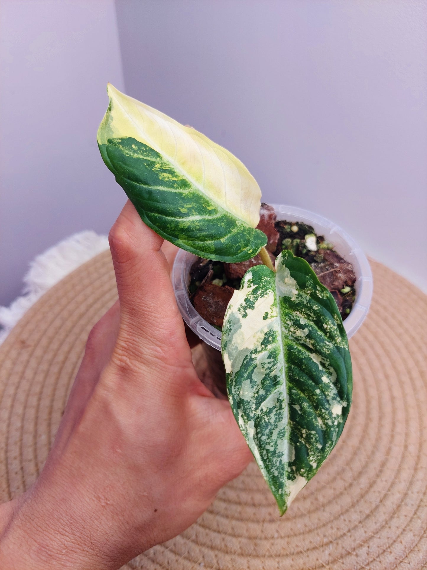 Xanthosoma Lindenii Variegated 1