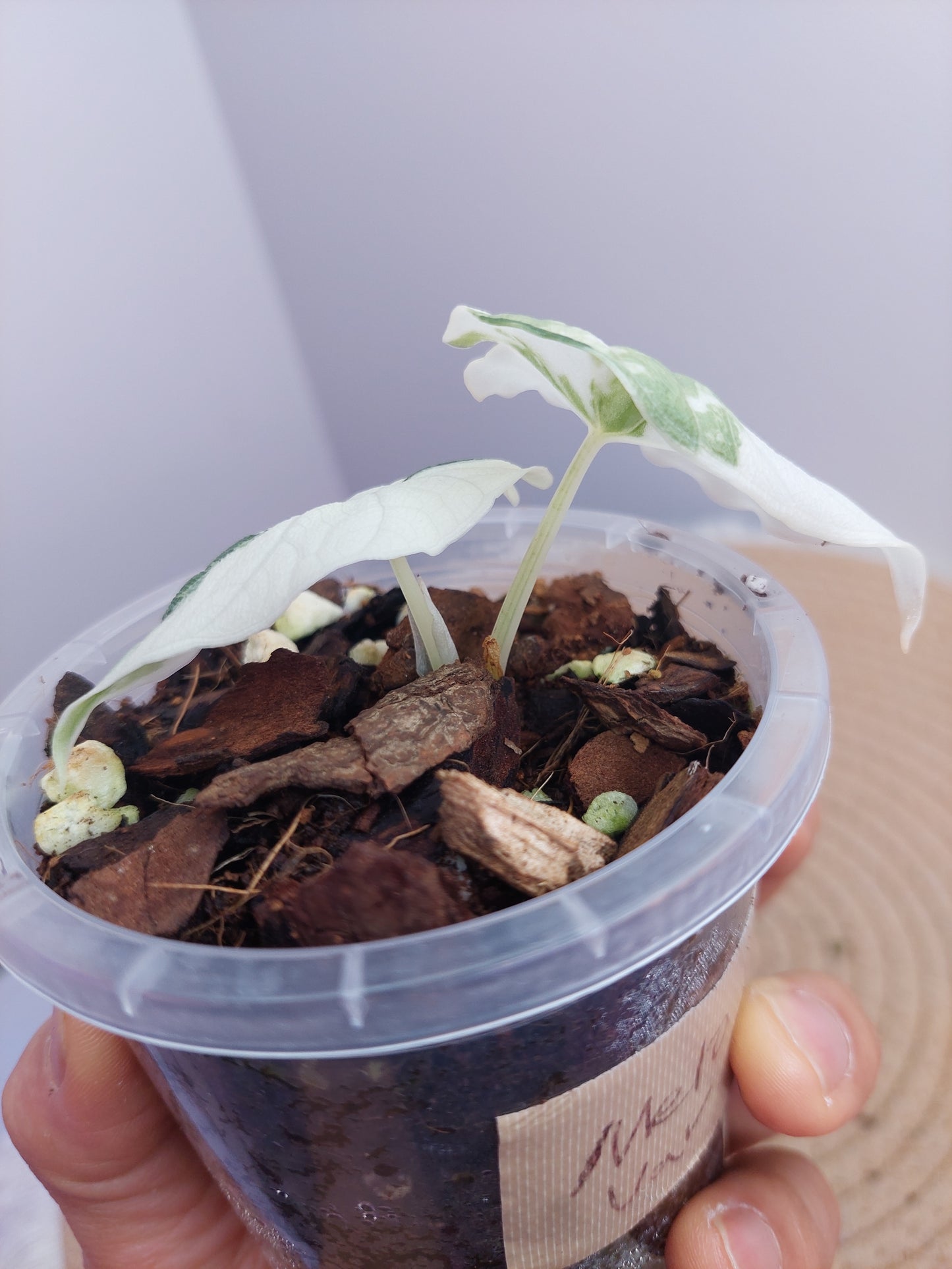 Alocasia Melo Variegated 1