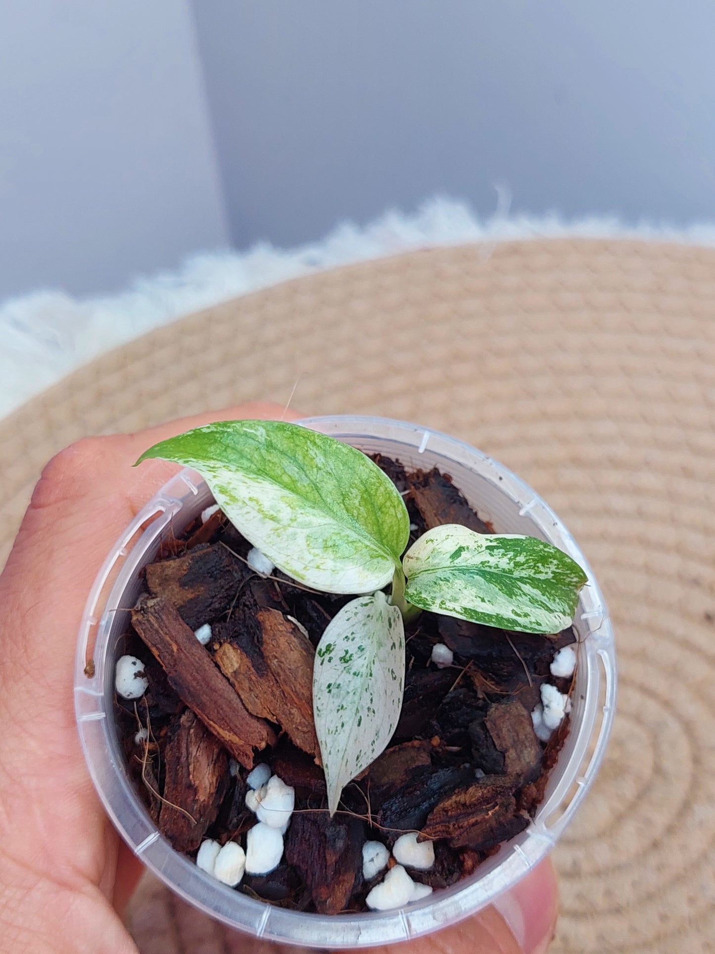 (NEW) Monstera Star Dust 3