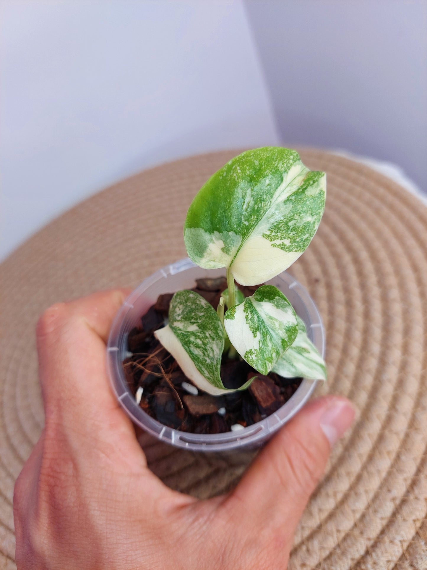Monstera Cream Cheese -1