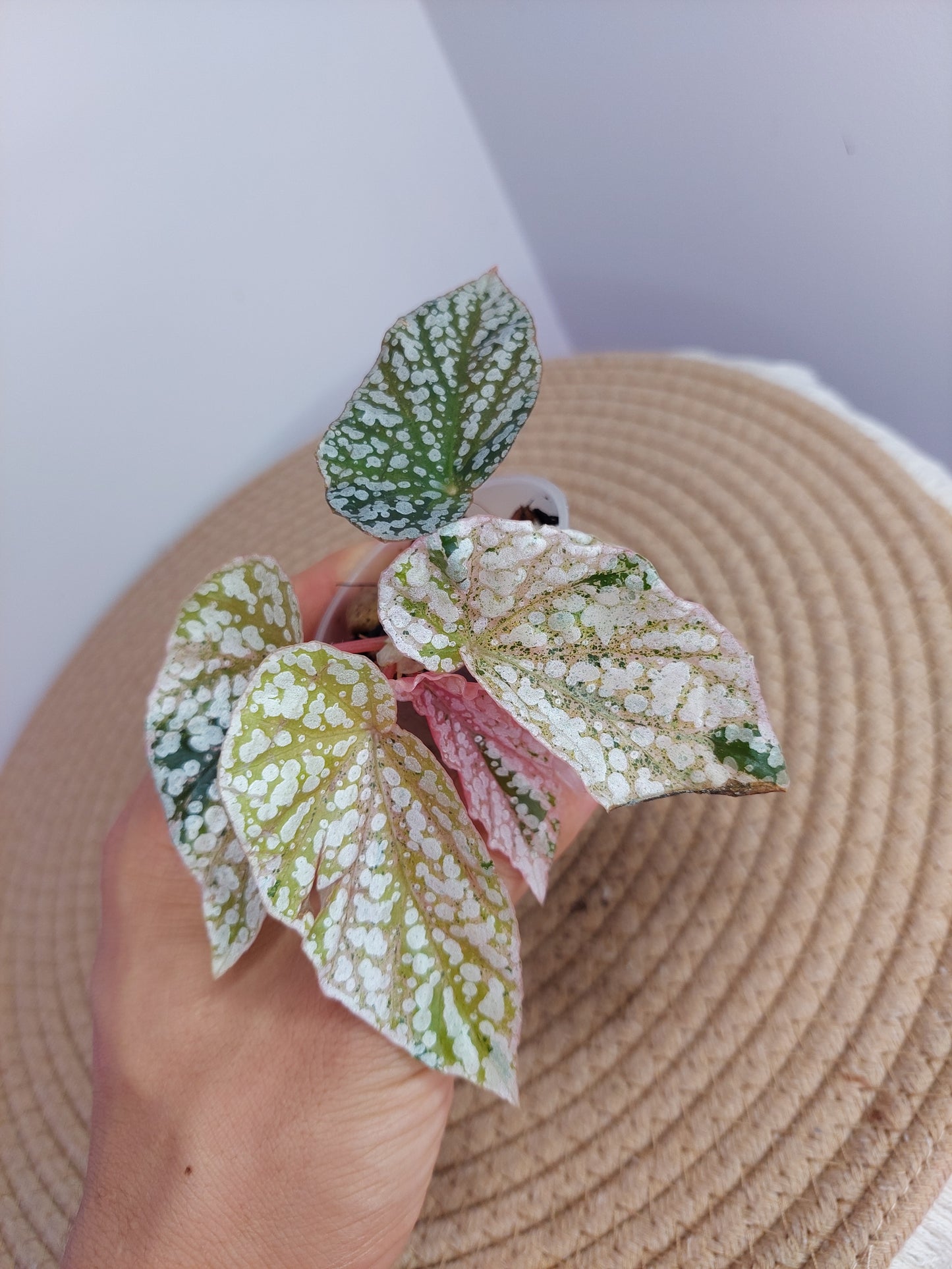 Begonia Snow Capped Variegated -2