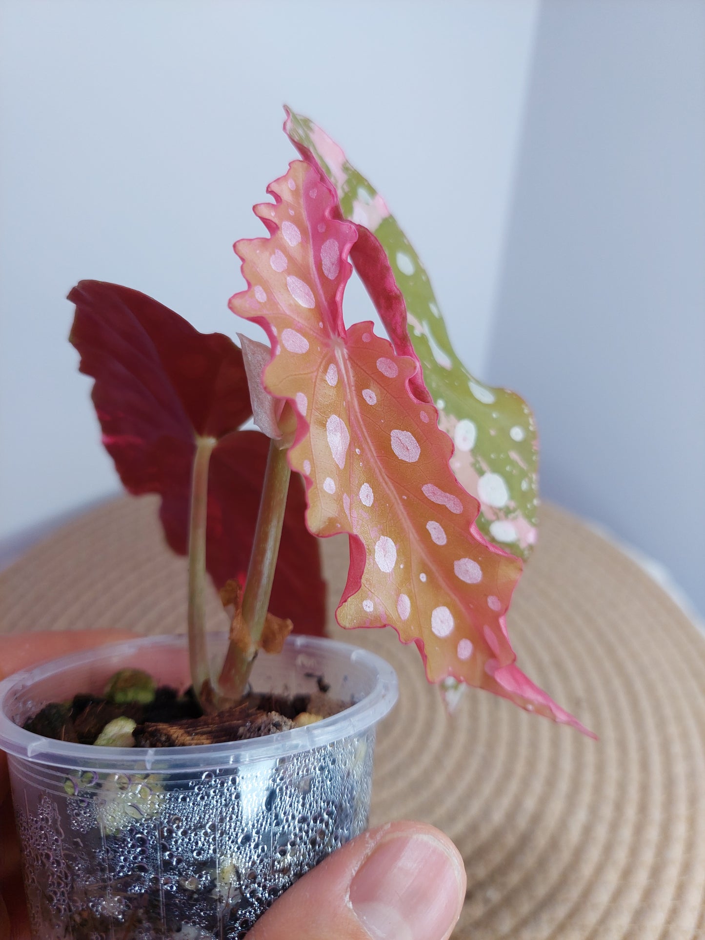 Begonia Maculata Pink Variegated -3