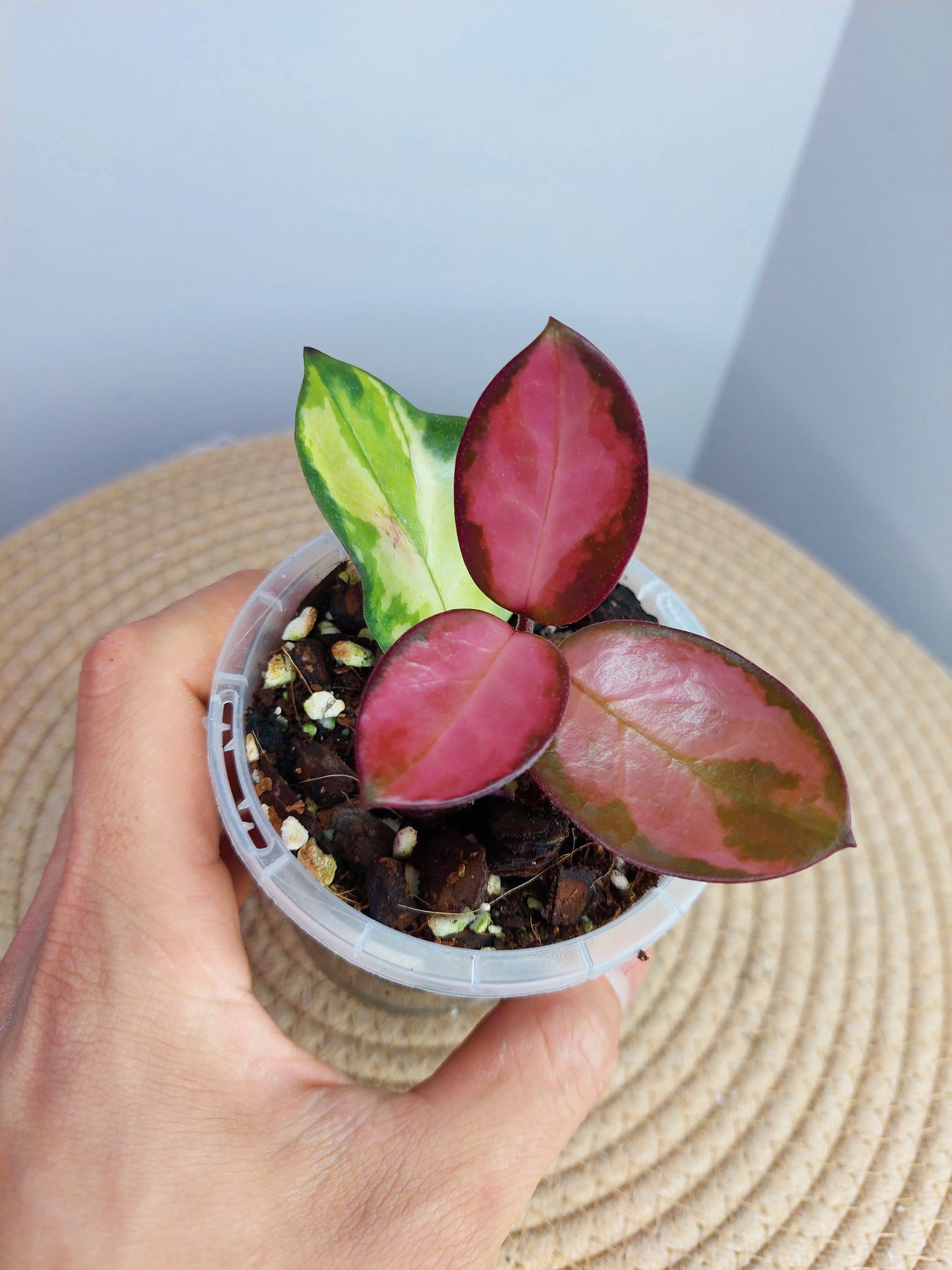Hoya Australis Lisa #1