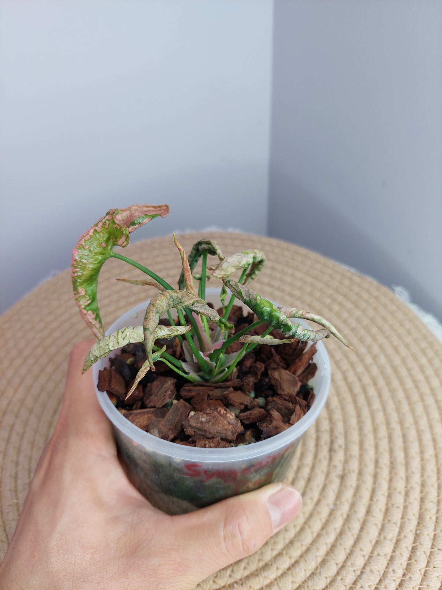 Syngonium Pink Rolli #1