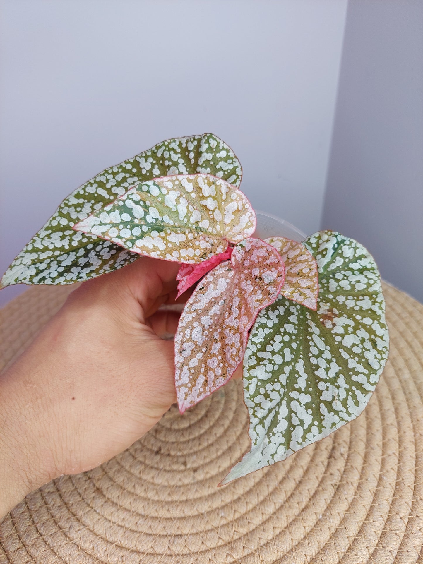 Begonia Snow Capped Variegated #1