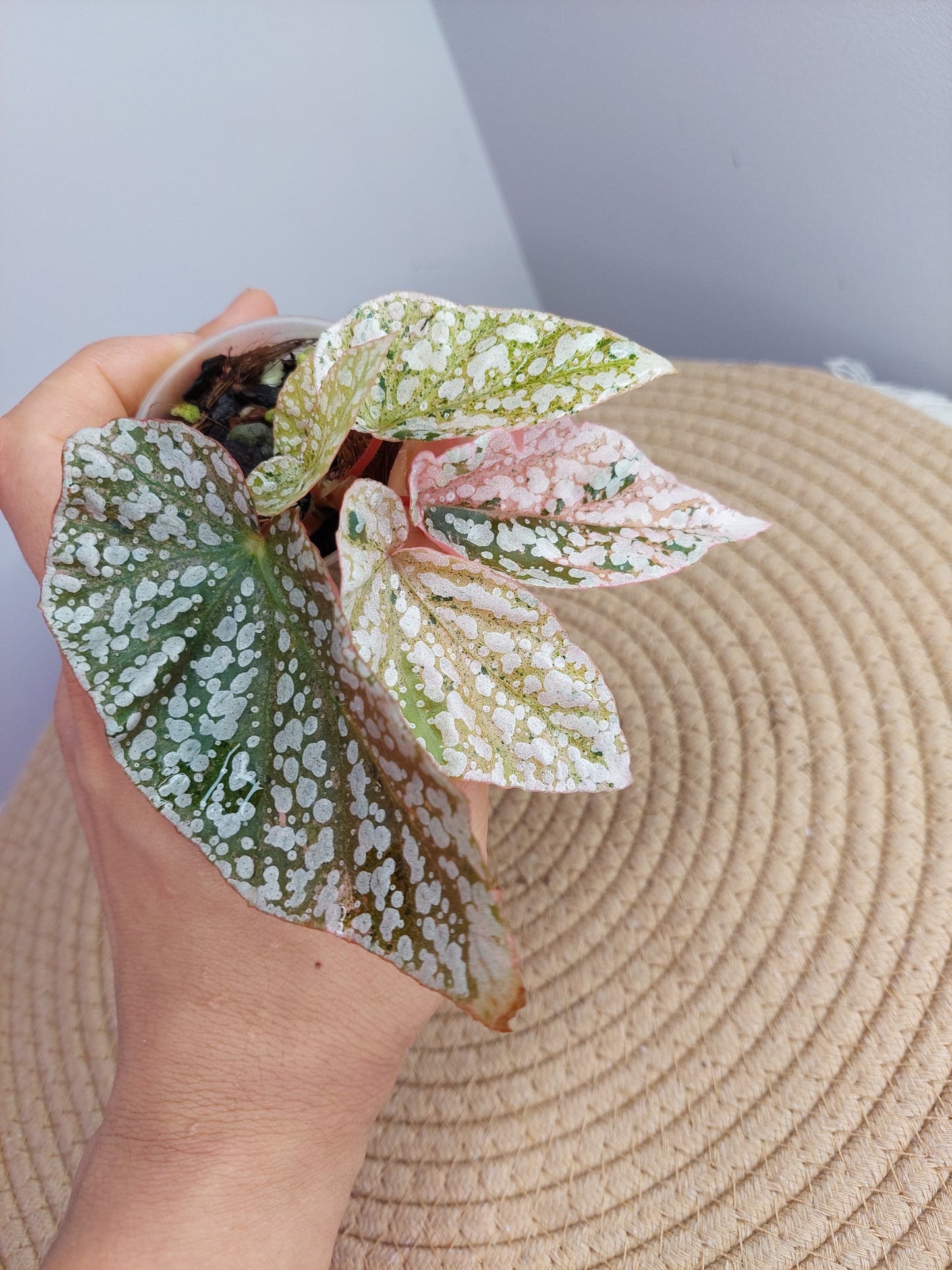 Begonia Snow Capped Variegated #2