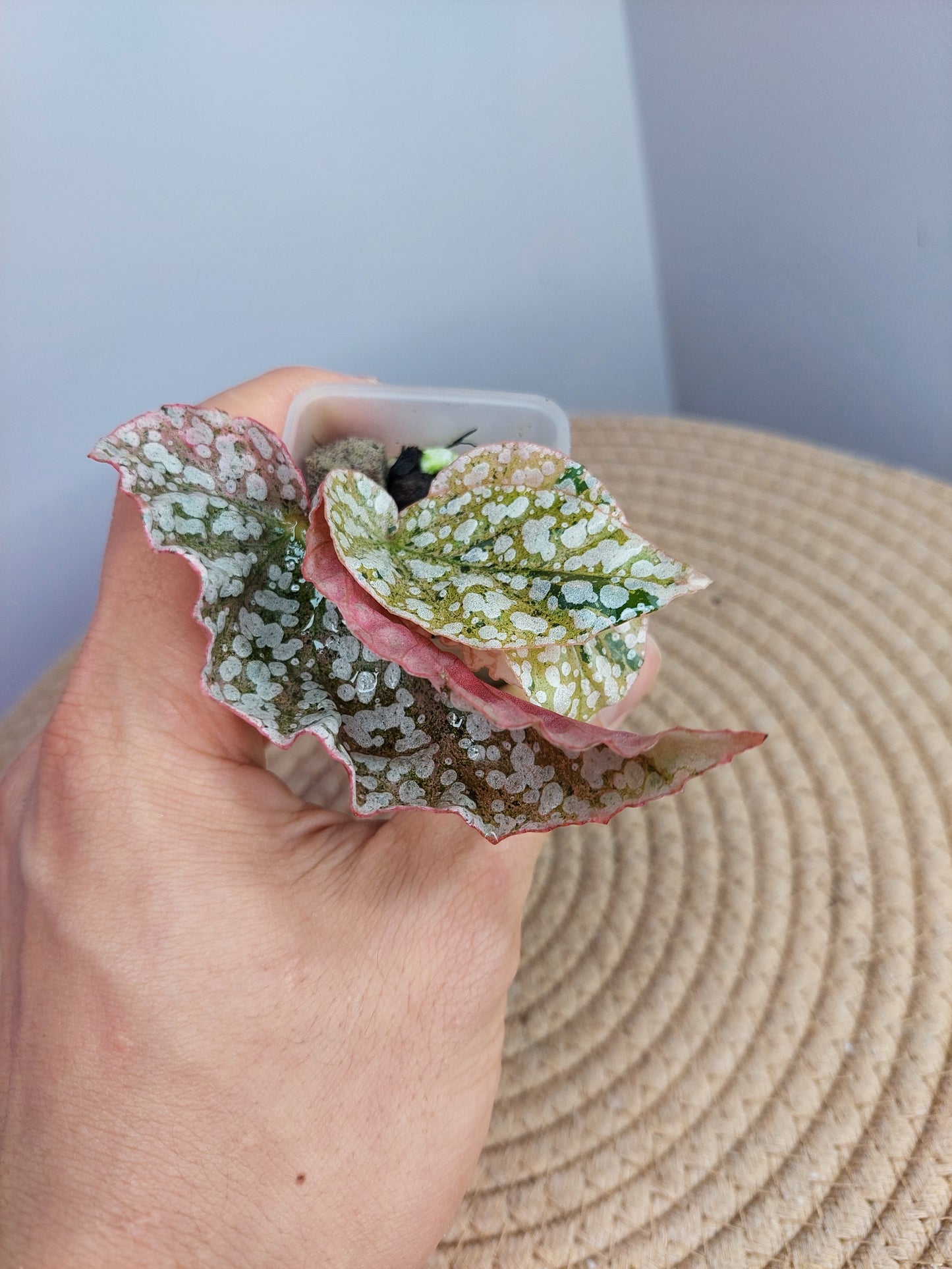 Begonia Snow Capped Variegated #3