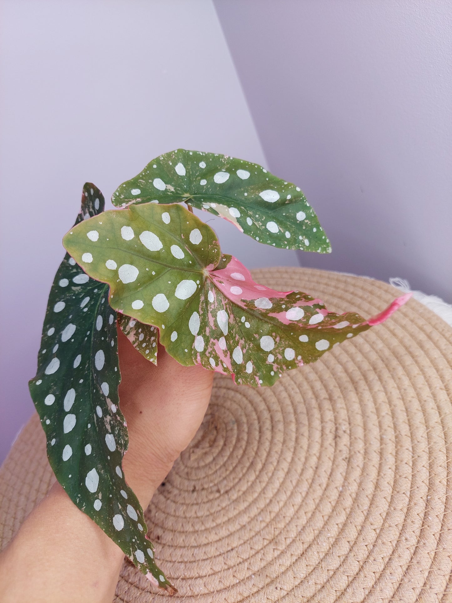 Begonia Maculata Pink Variegated #1