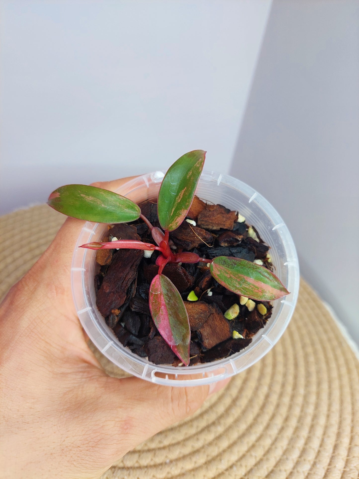 Philodendron Strawberry Shake #A