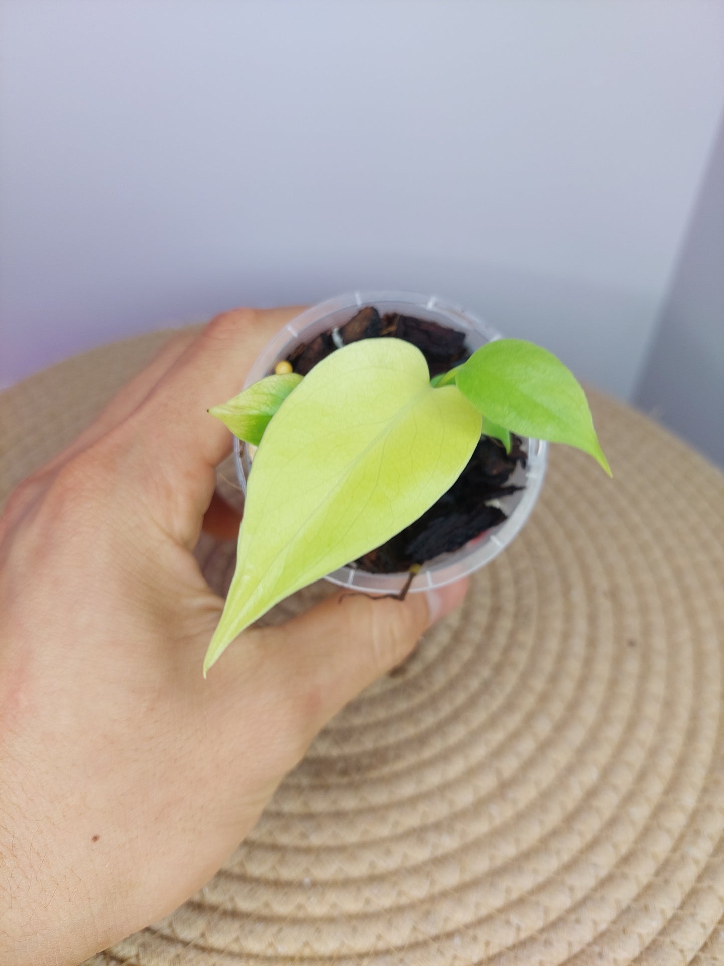 Monstera Lemon Lime #B