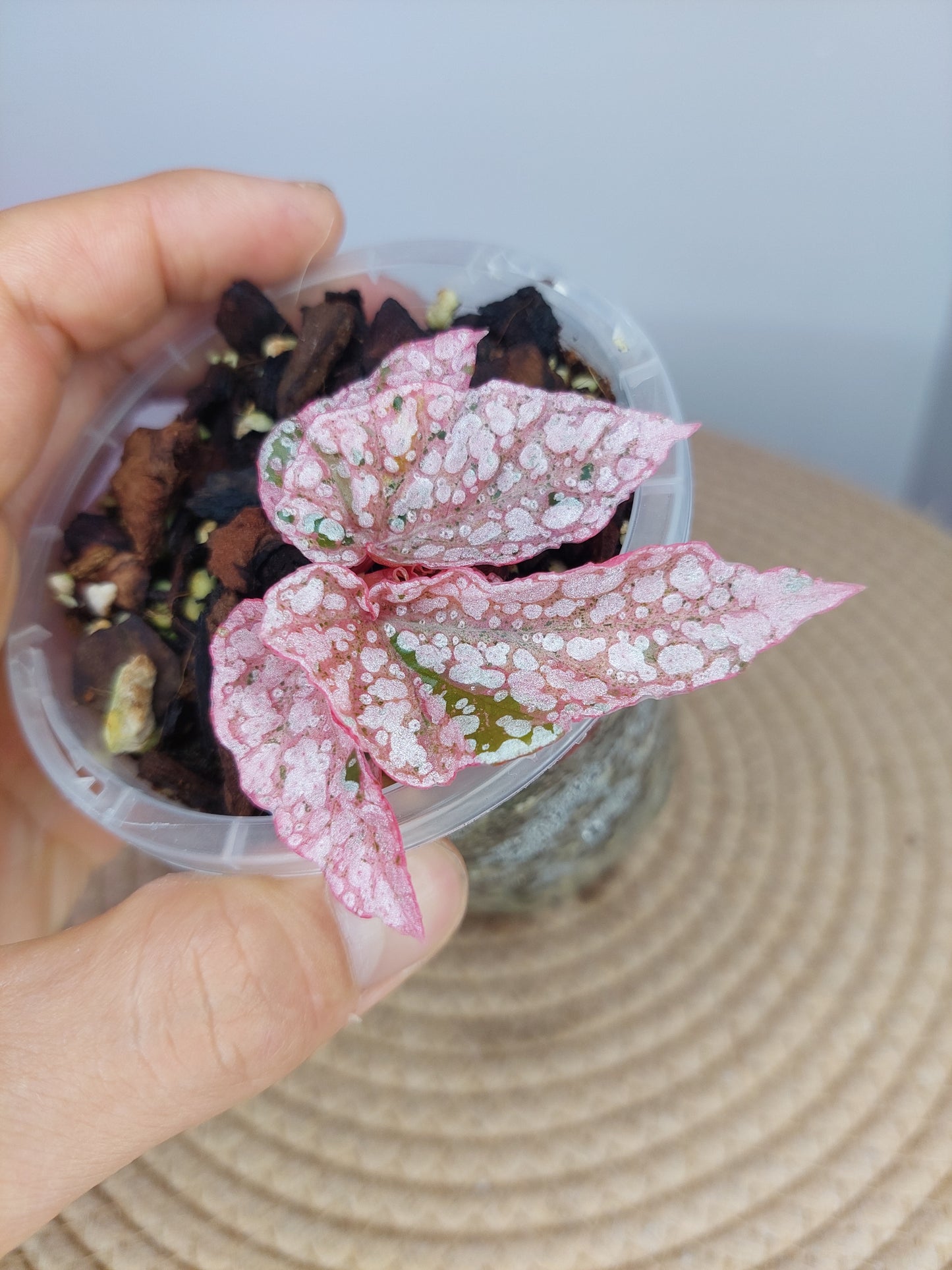 Begonia Snow Capped Variegated #B