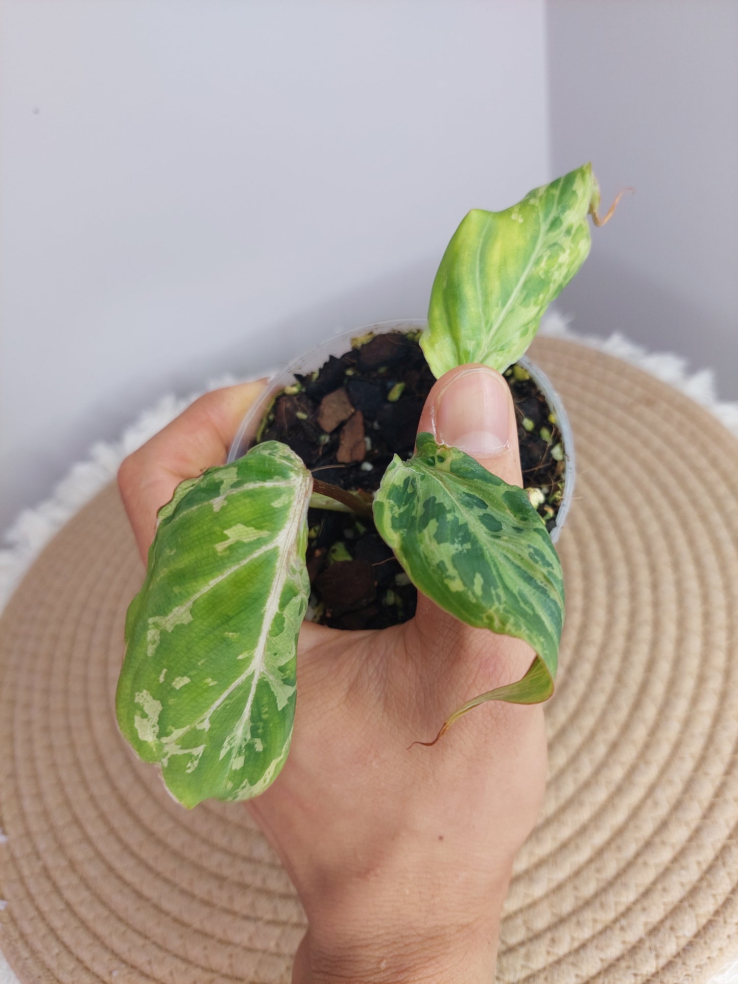 Philodendron Gloriosum Snow Leopard Variegated (1)