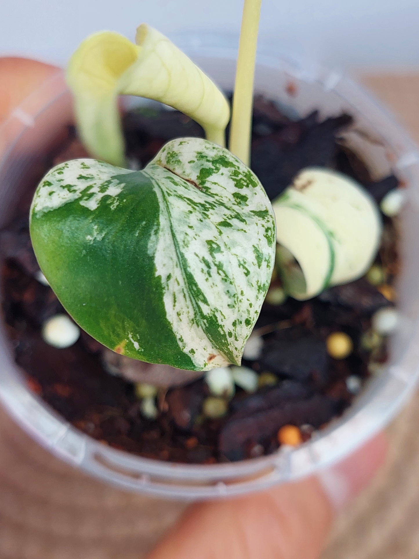 Monstera Star Shadow (1)