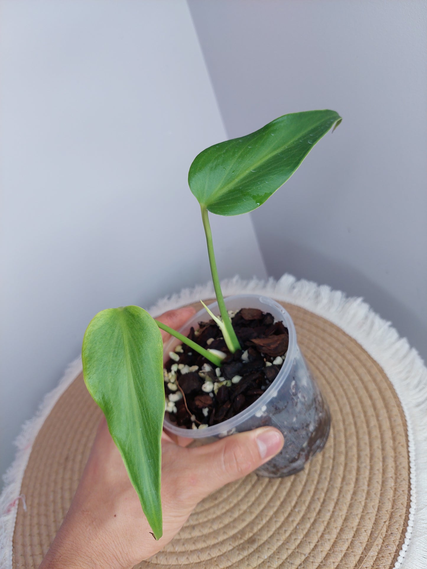 Monstera Burle Marx Flame 1