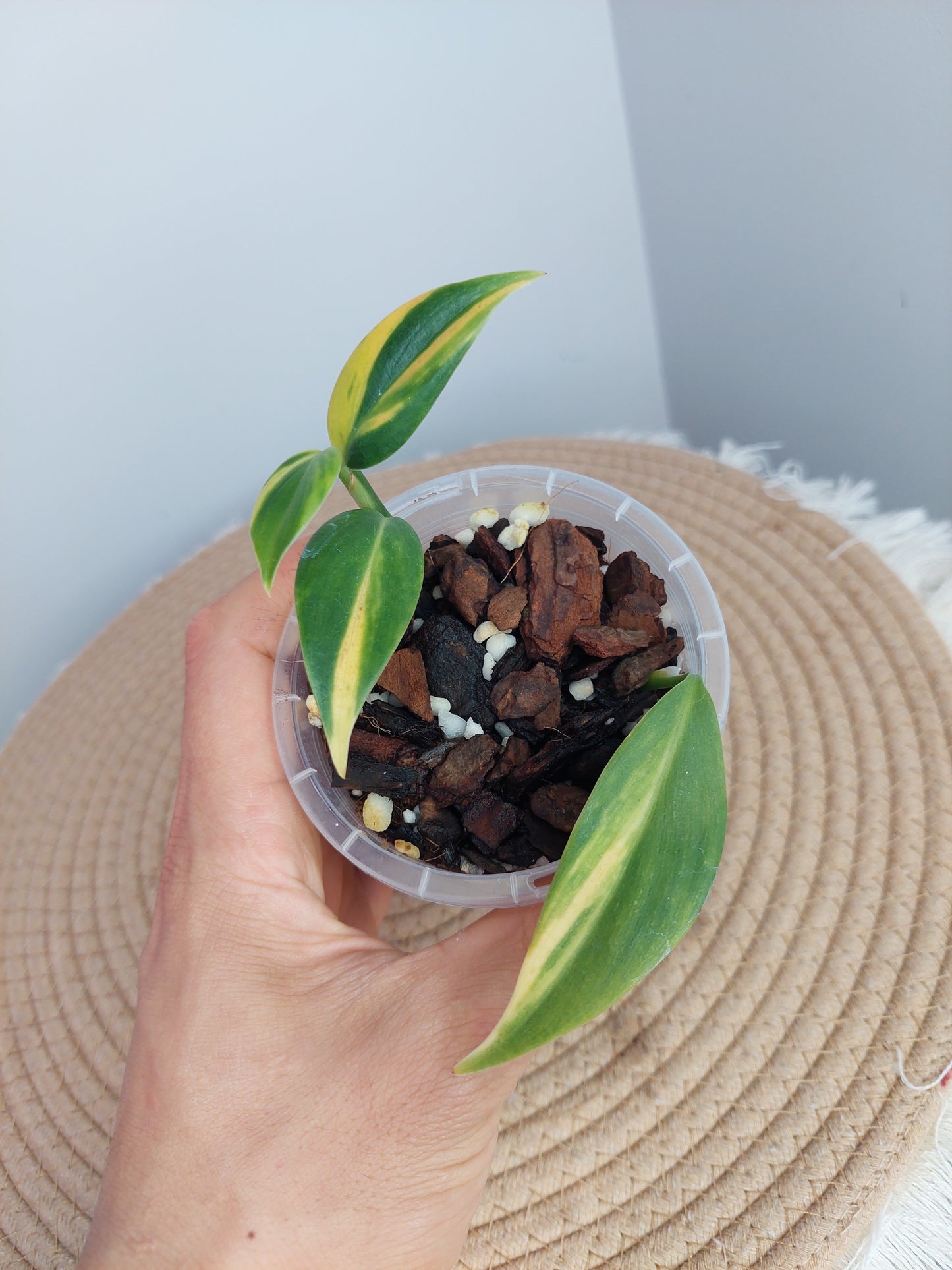 Scindapsus Coriaceus Aurea 1
