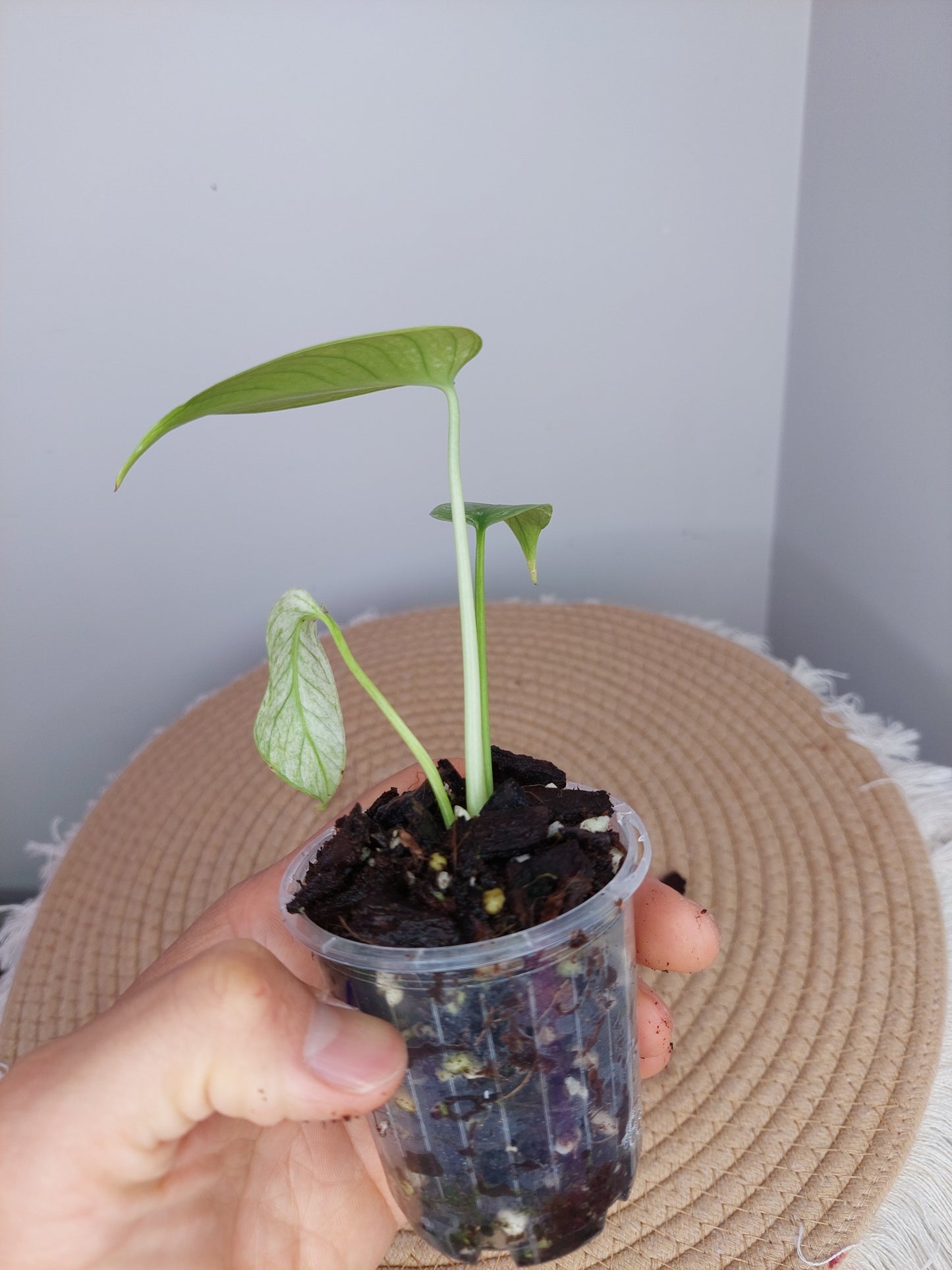Monstera White Monster 1