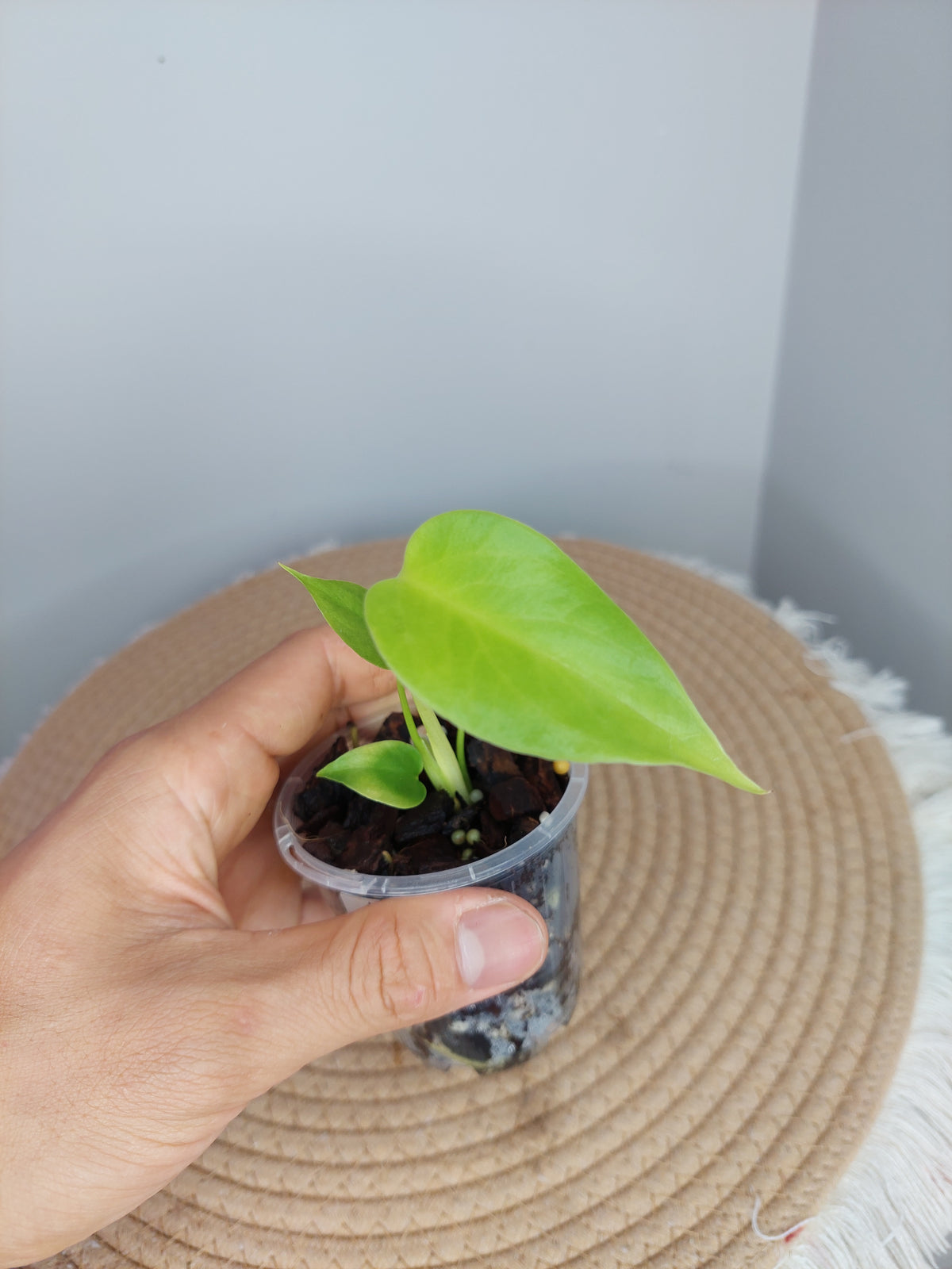 Monstera Lemon Lime 1