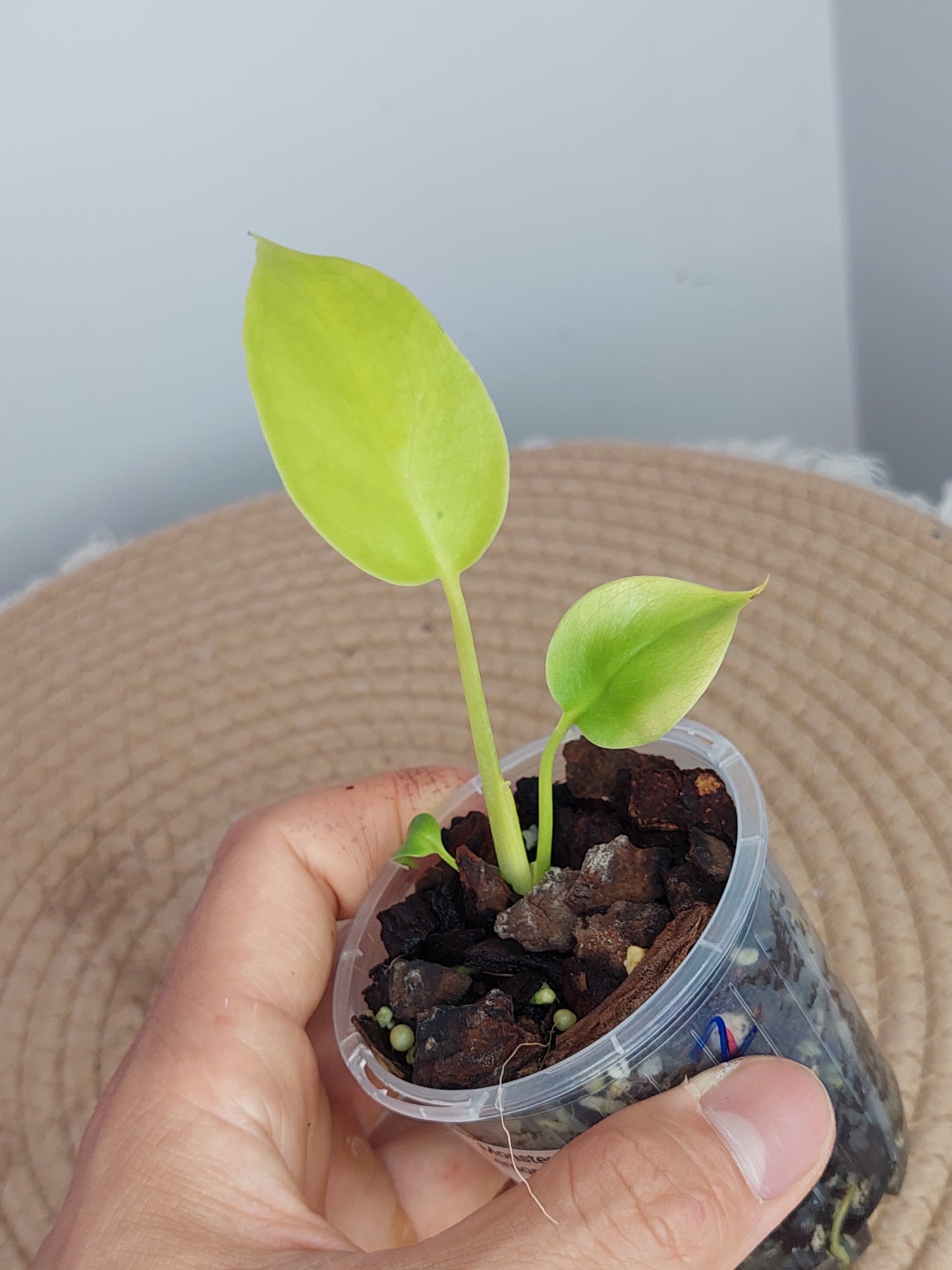 Monstera Lemon Lime 2