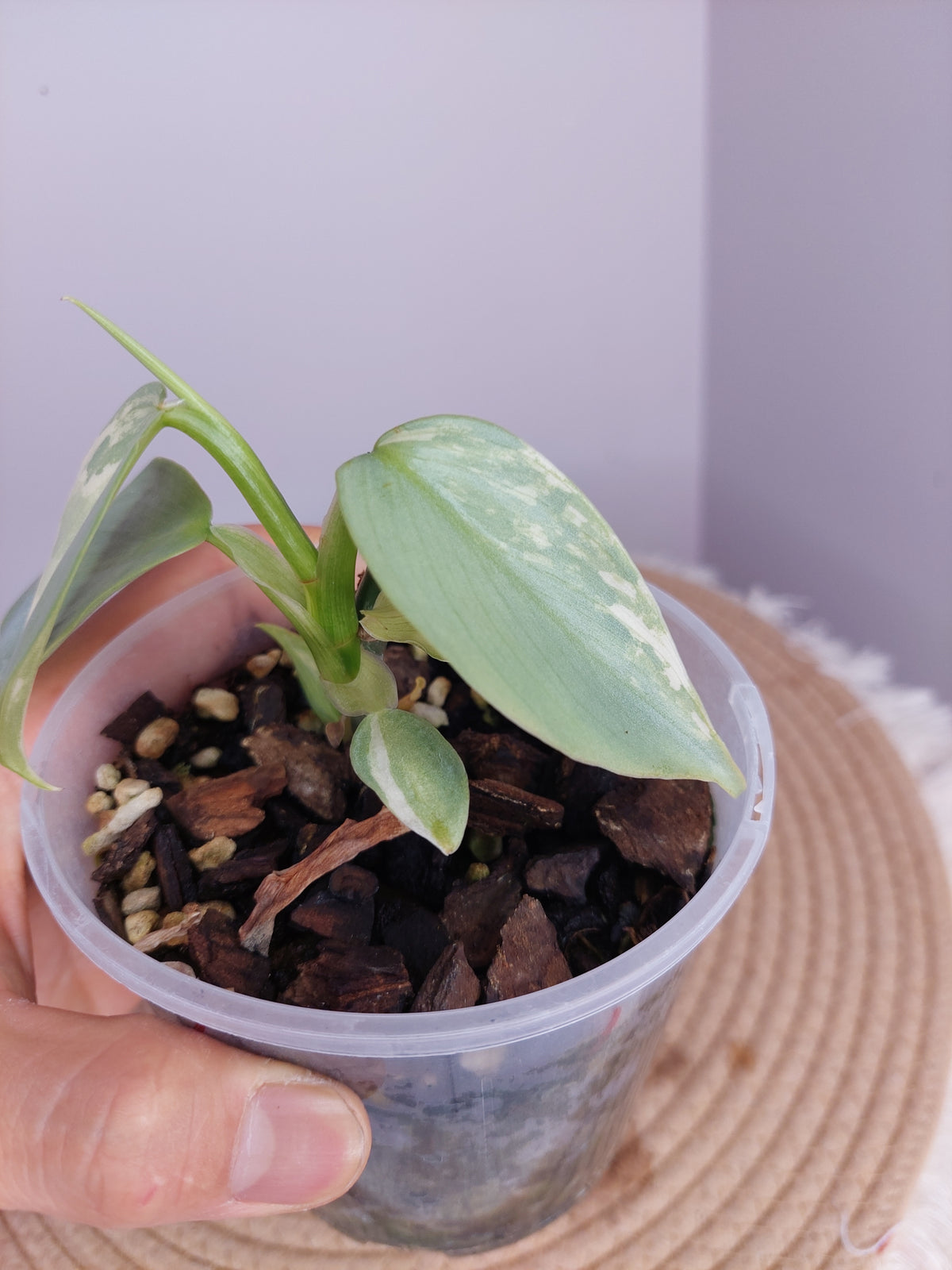 Philodendron Silver Sword Variegated 1