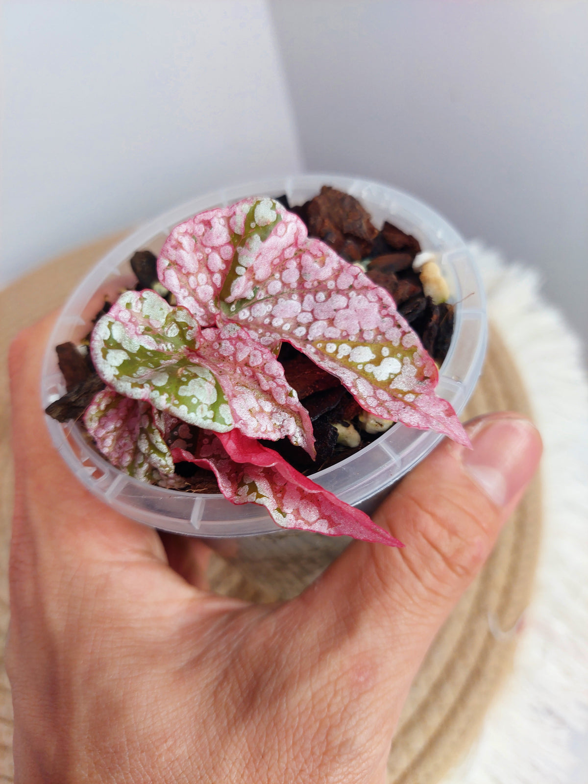 Begonia Snow Capped Variegated 1
