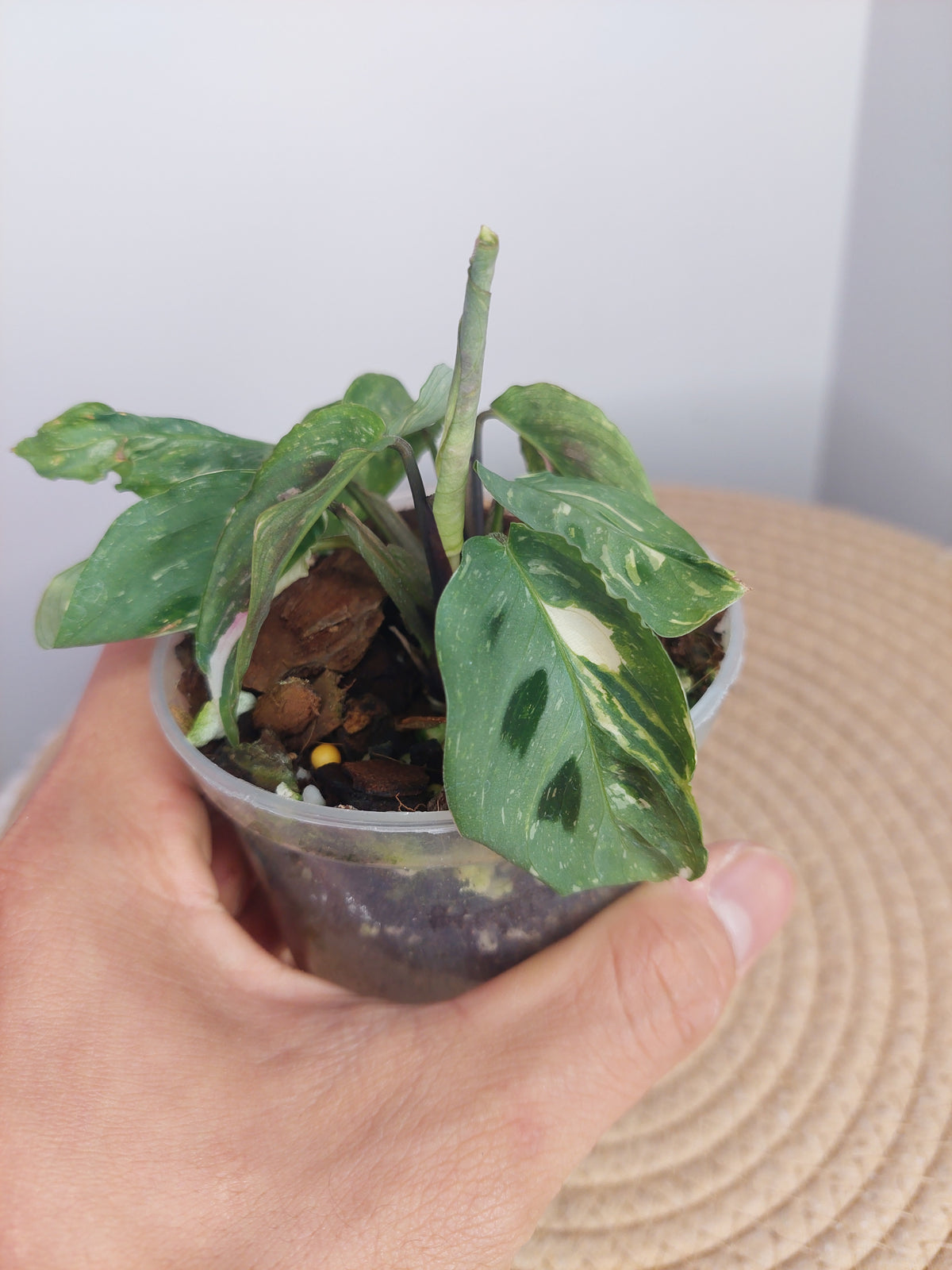 Maranta Variegated (Prayer Plant) 2