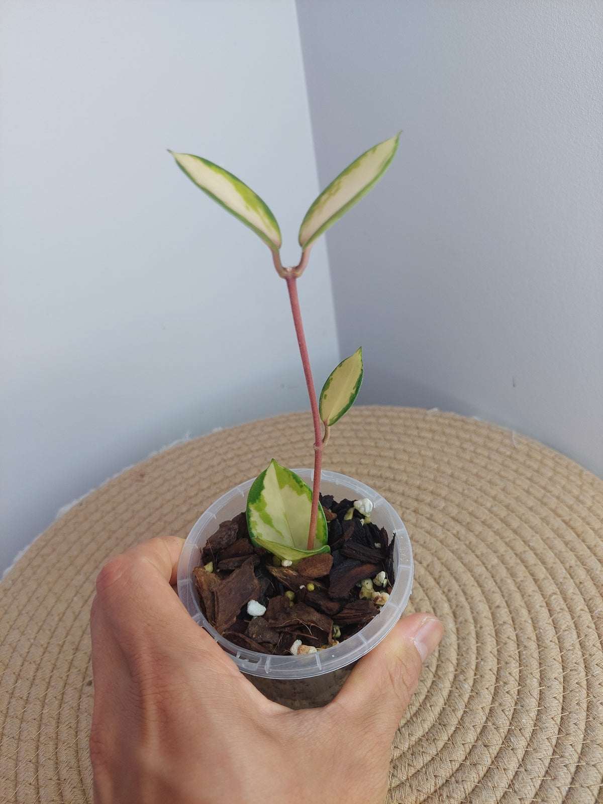 Hoya Australis Lisa - 1